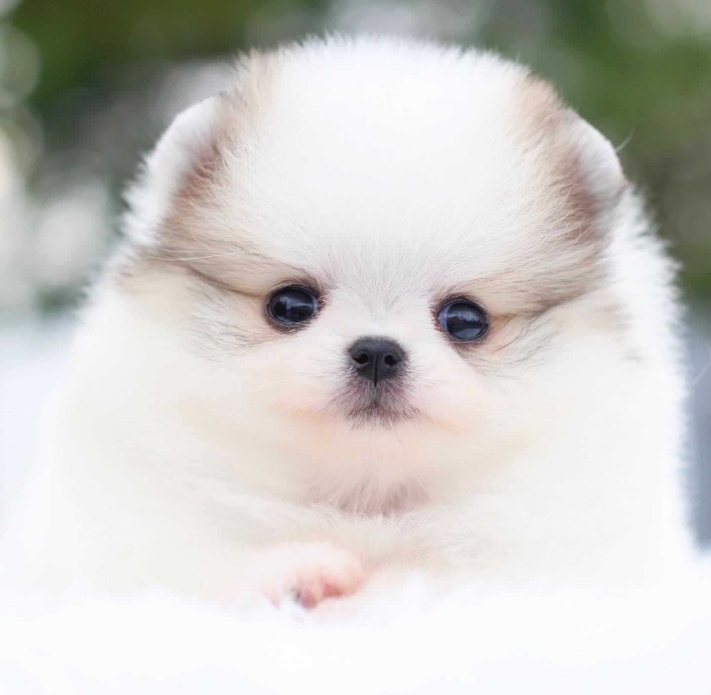 ปอมเมอเรเนียน เพศเมียสีแฟนซี เกรดโชว์