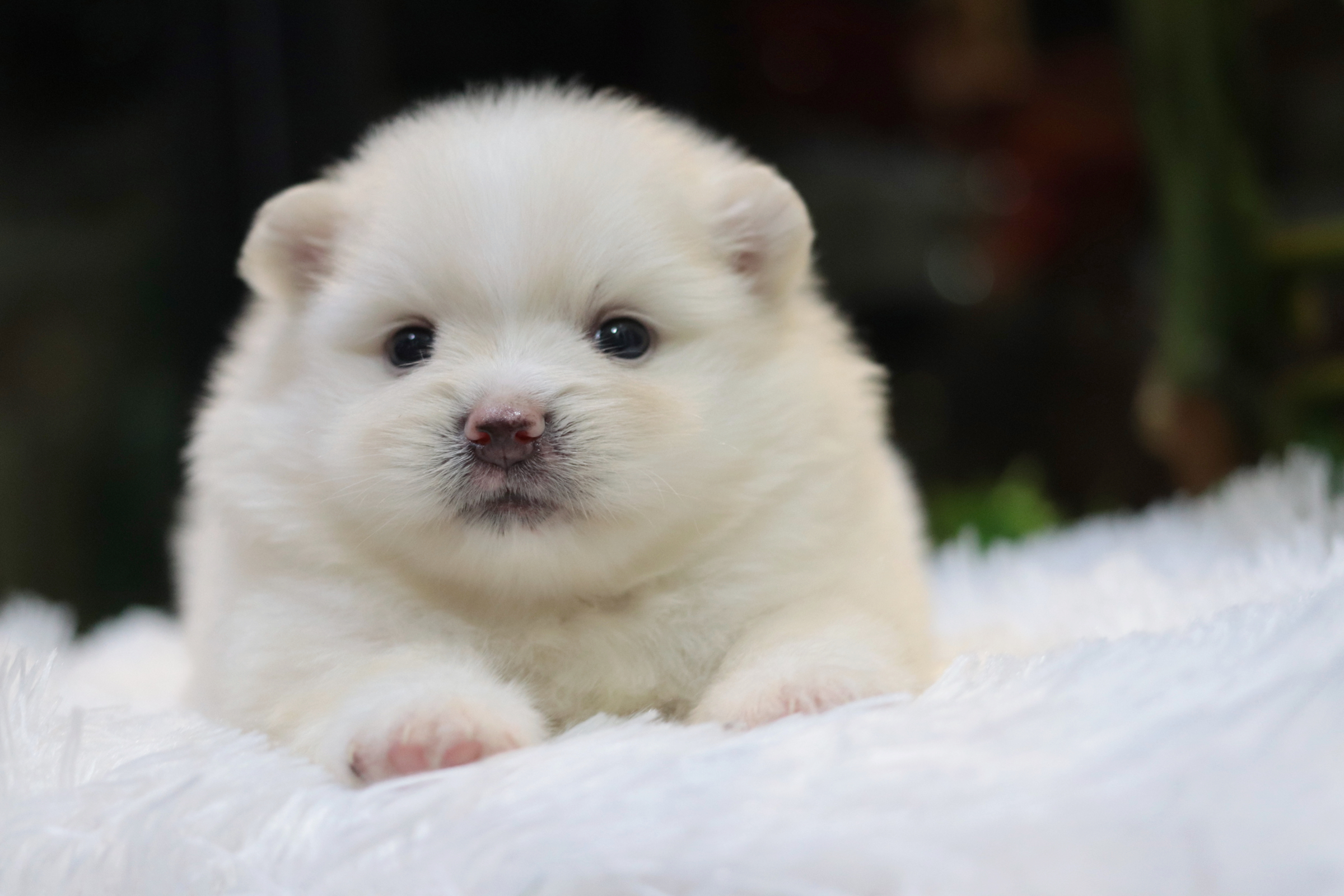 ปอมเมอเรเนียน เพศผู้ สีขาวครีม