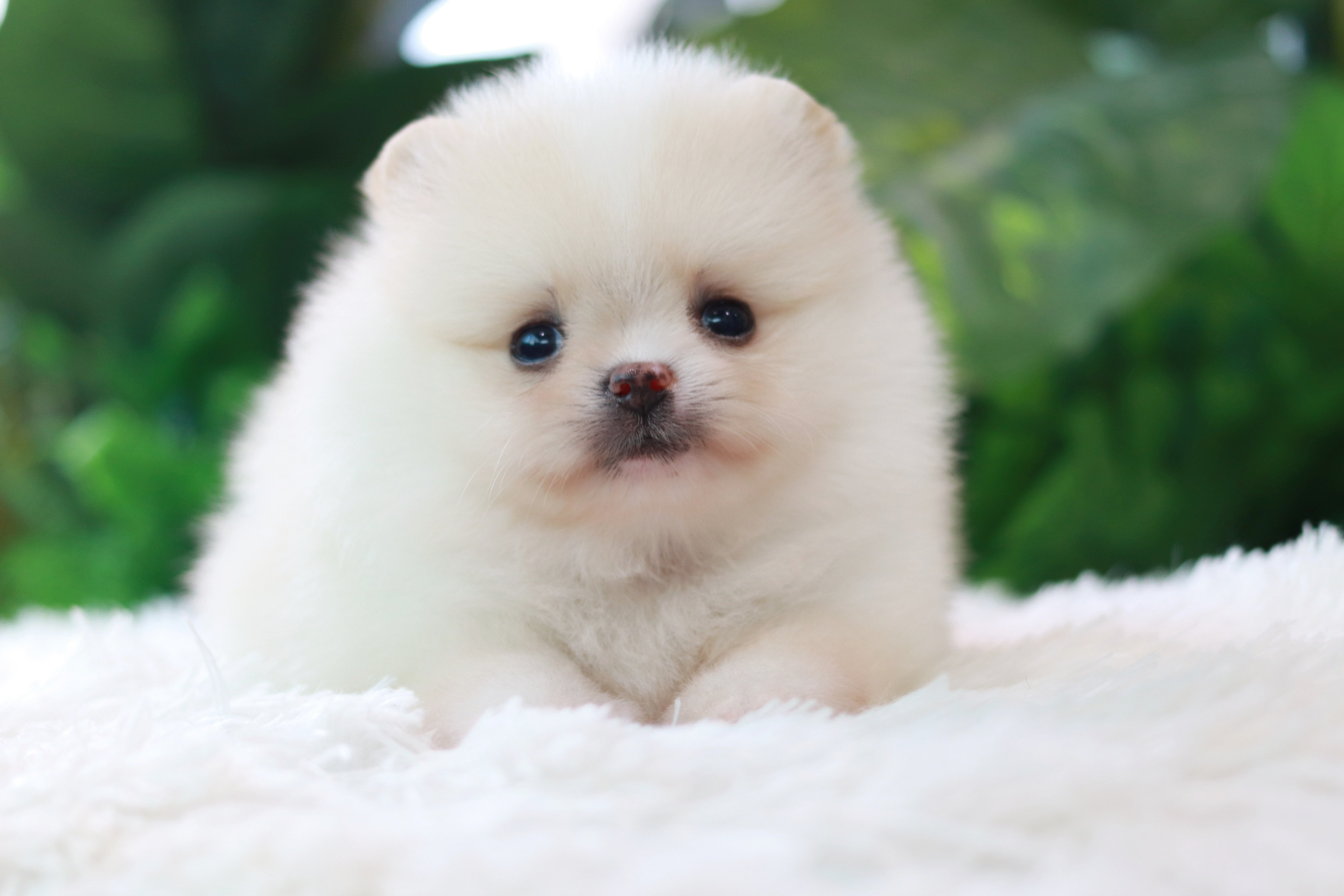 ปอมเมอเรเนียน เพศผู้ หน้าตุ๊กตา ขาวครีม