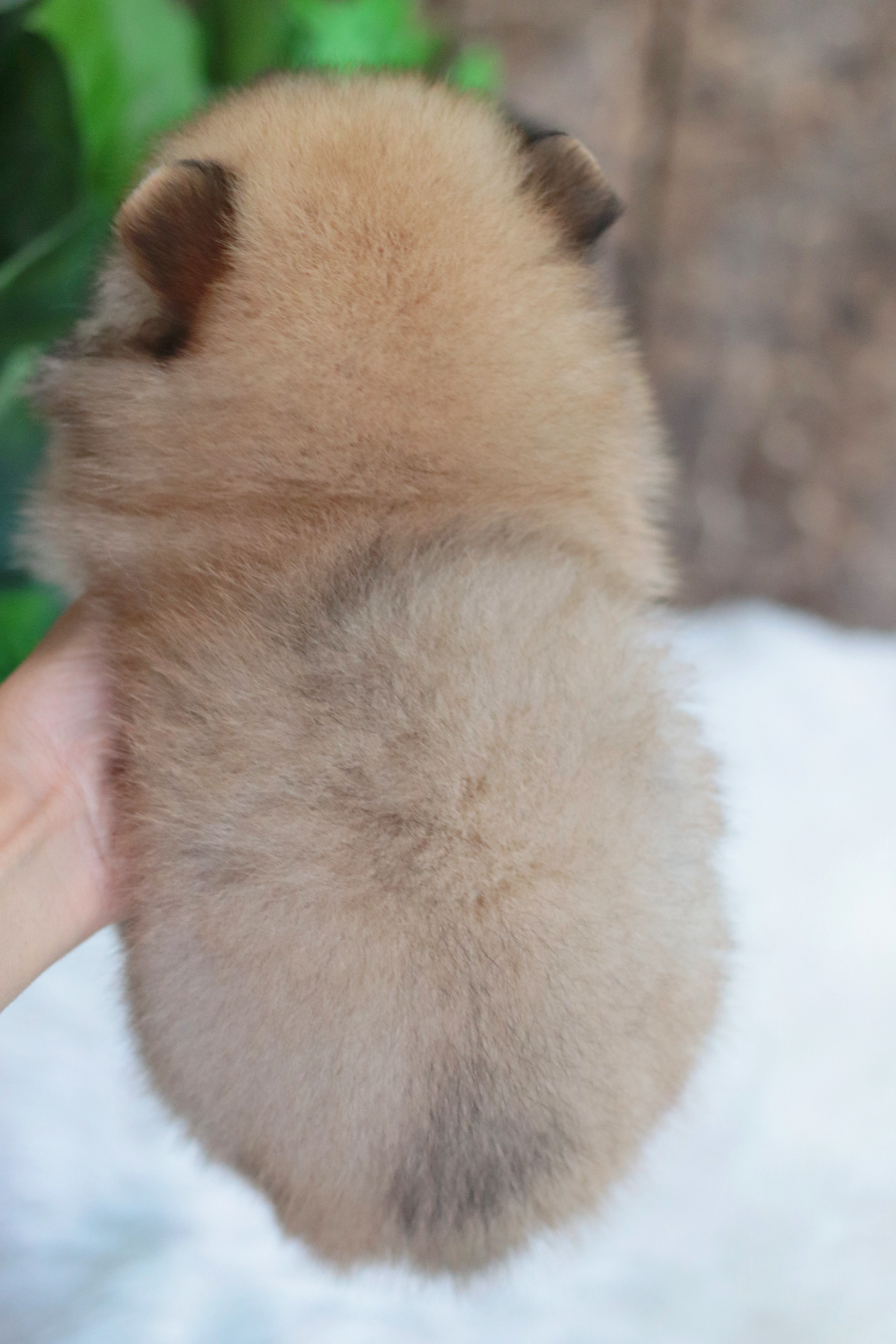 ปอมเมอเรเนียน เพศผู้ส้ม