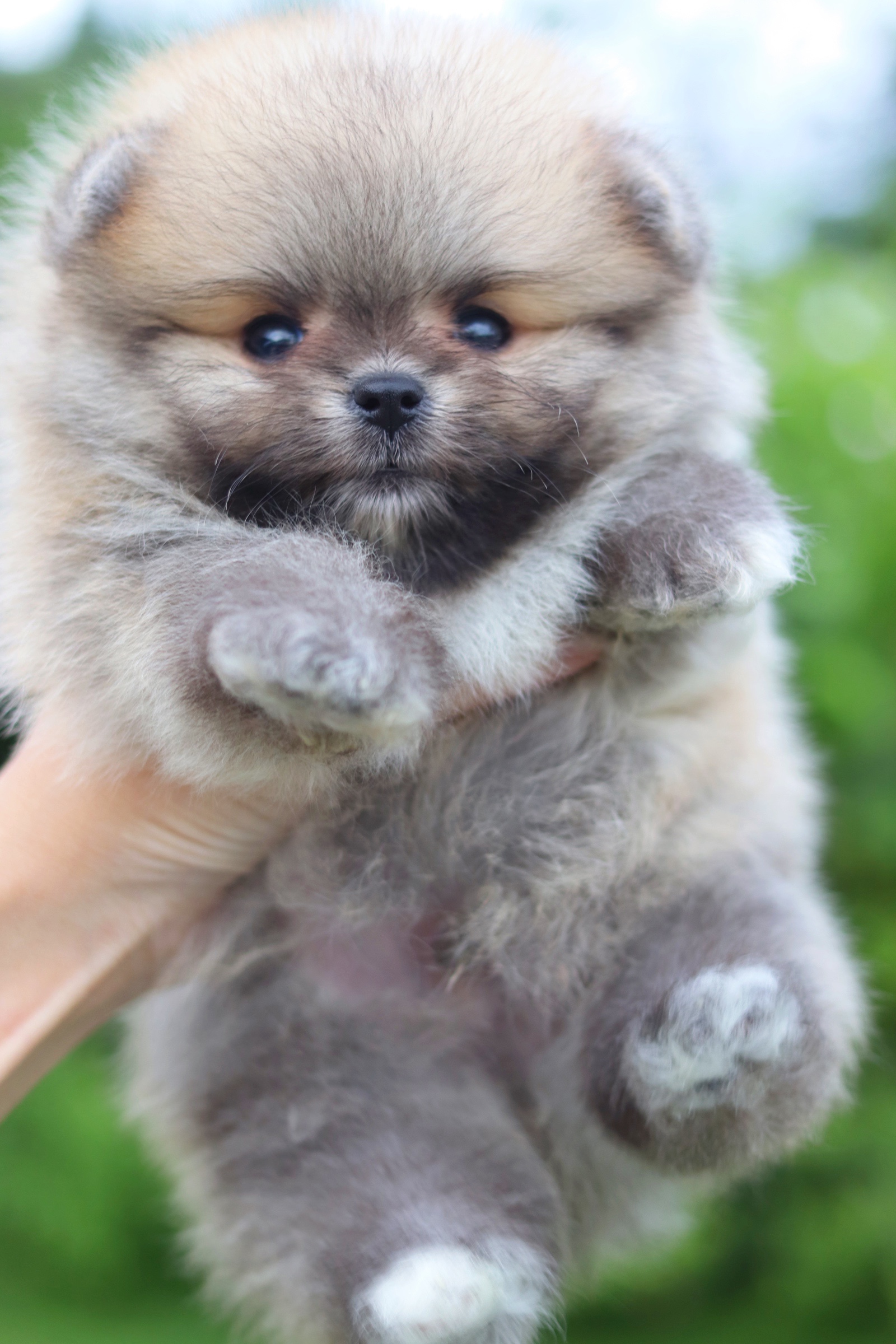 ปอมเมอเรเนียน เพศผู้ สีส้ม