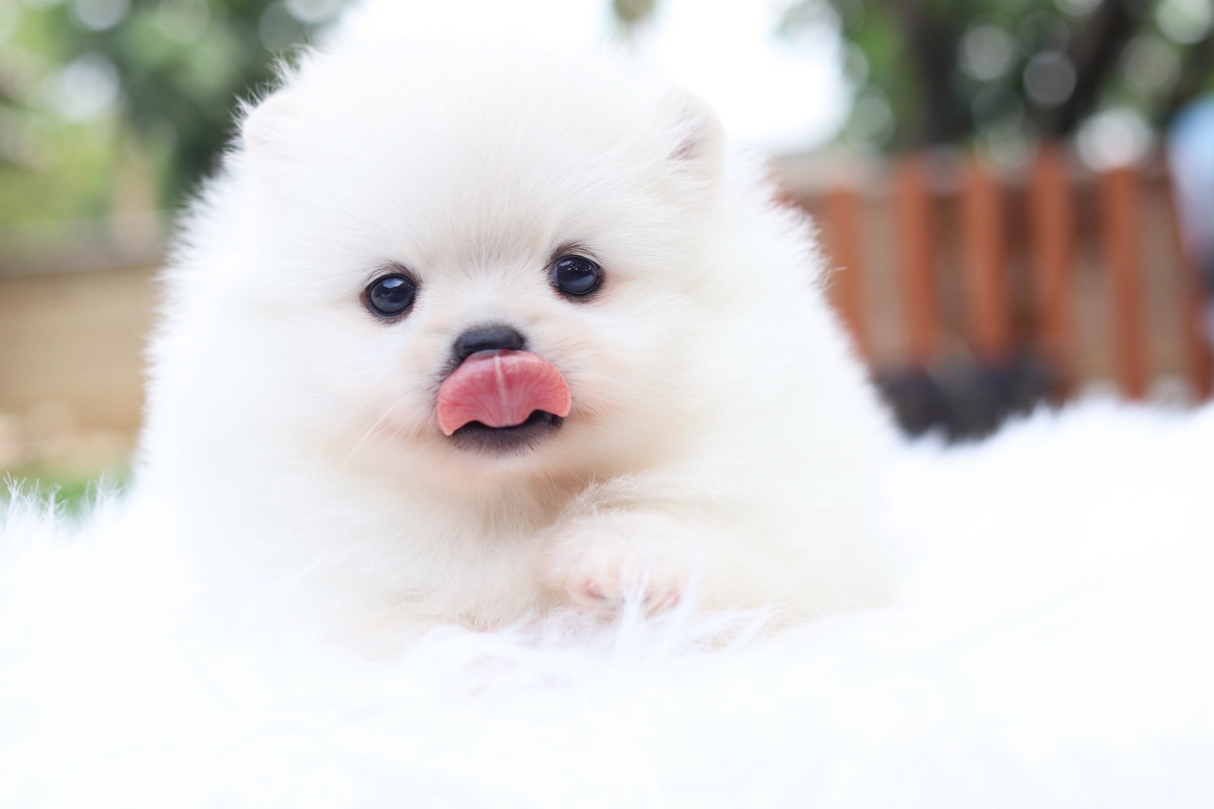 ปอมเมอเรเนียน เพศเมีย สีขาวครีม เกรดโชว์