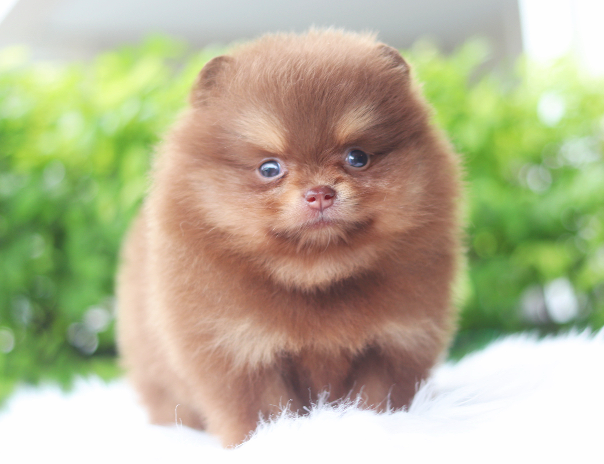 ปอมเมอเรเนียน เพศเมียสีช็อคแทน