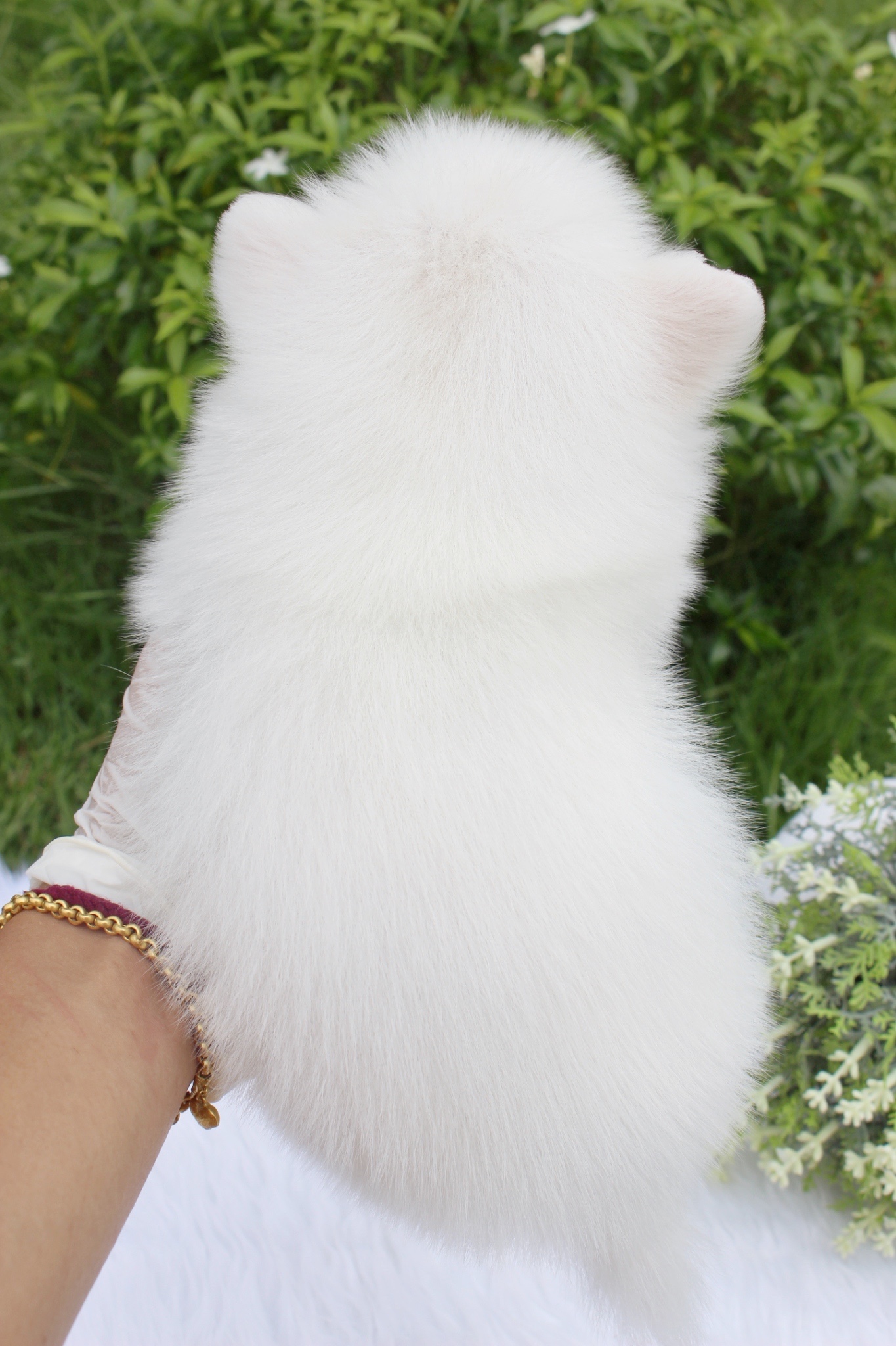 ปอมเมอเรเนียน เพศผู้ขาวครีม เกรดเลี้ยงเล่น