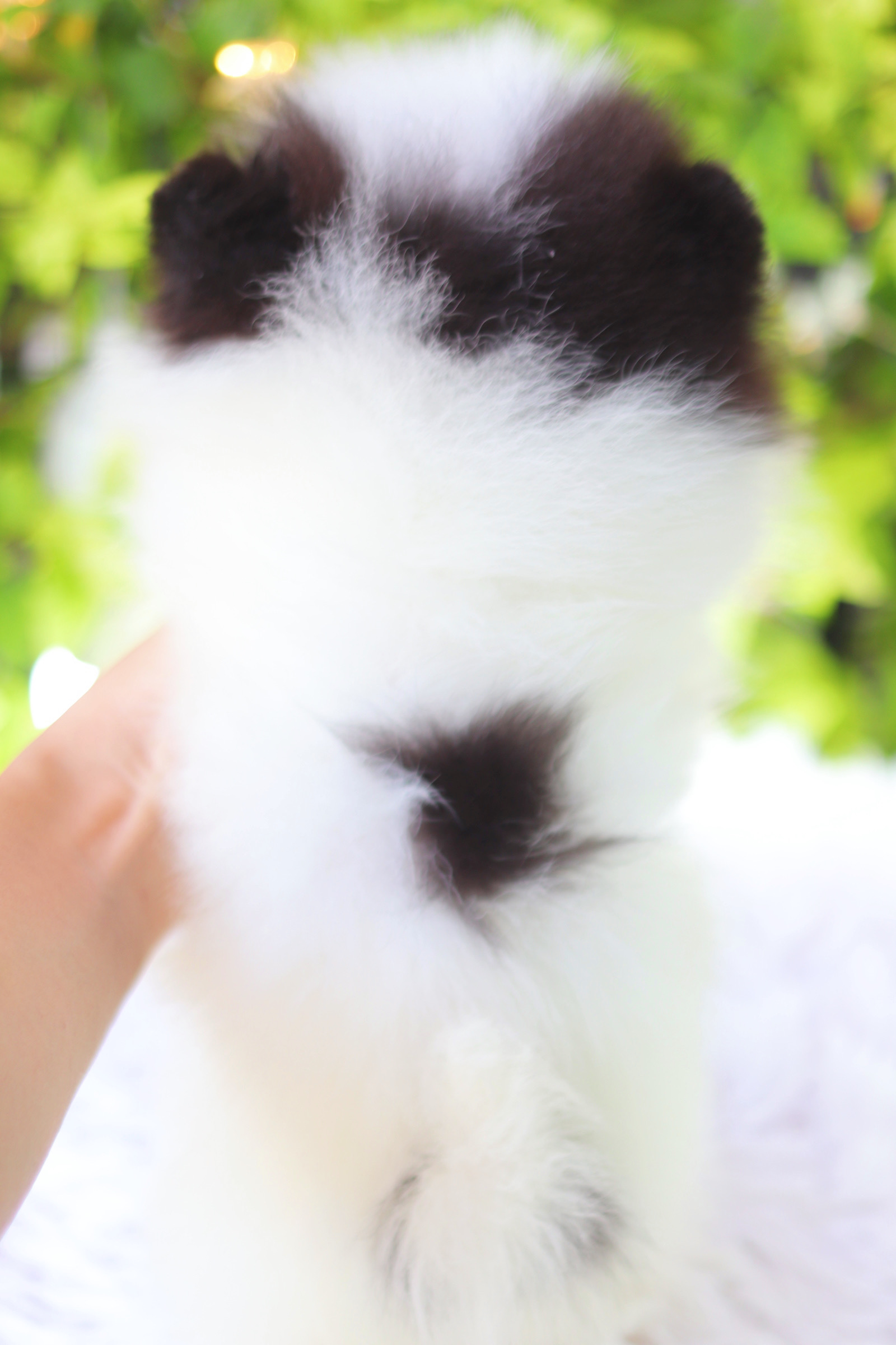 ปอมเมอเรเนียน เพศผู้ สีแฟนซี