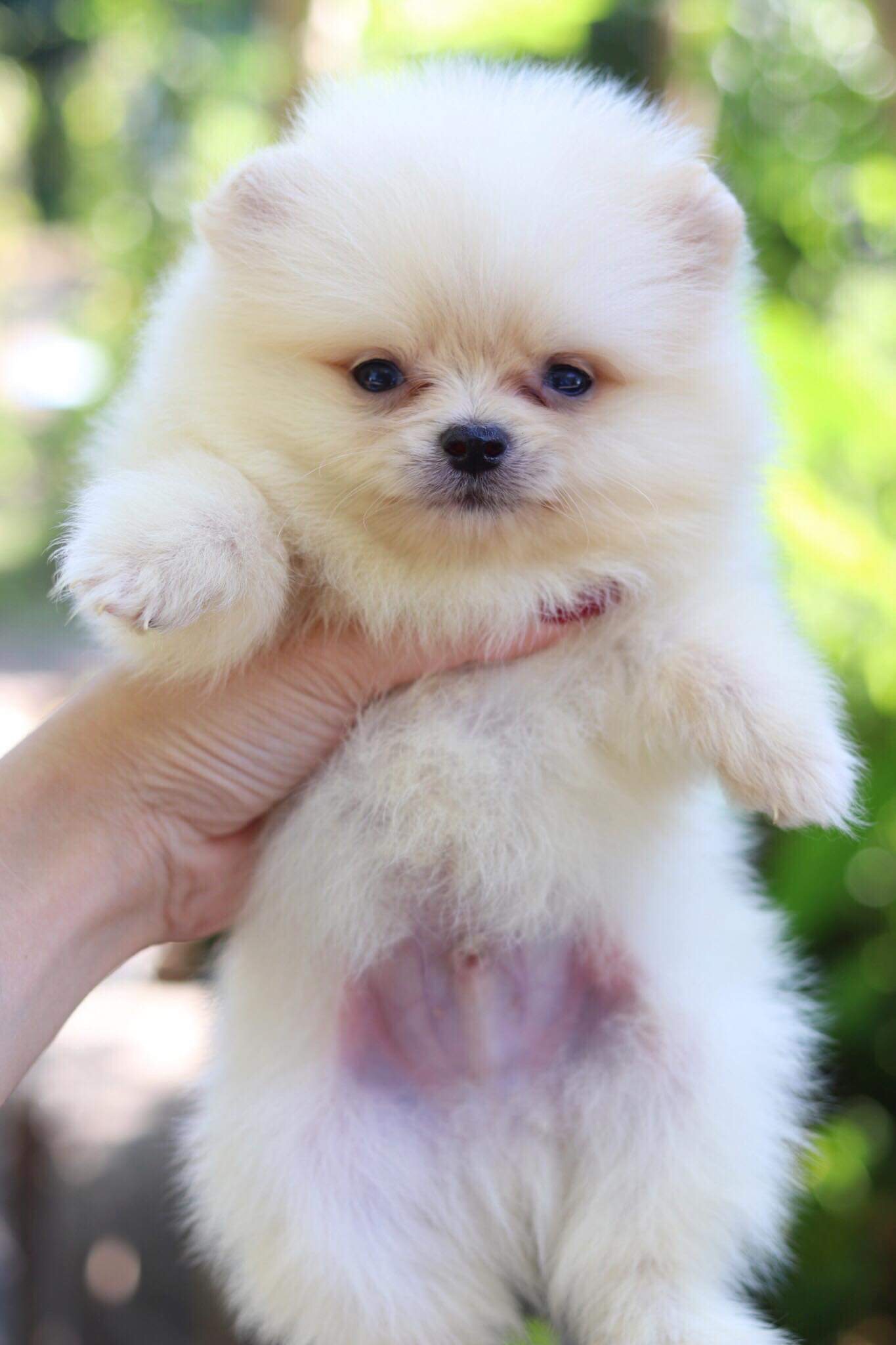 ปอมเมอเรเนียน เพศผู้