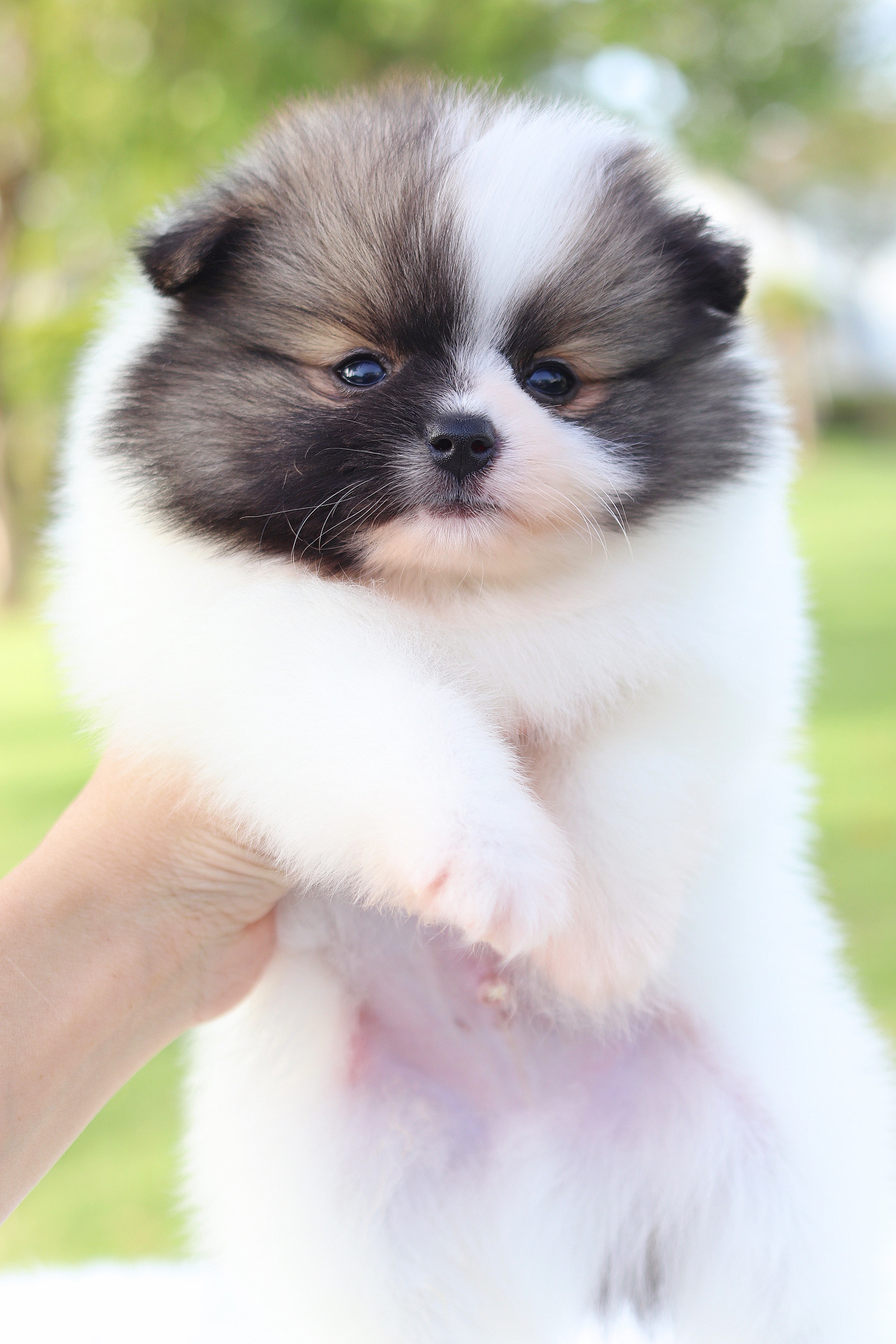 ปอมเมอเรเนียน เพศผู้สีแฟนซี