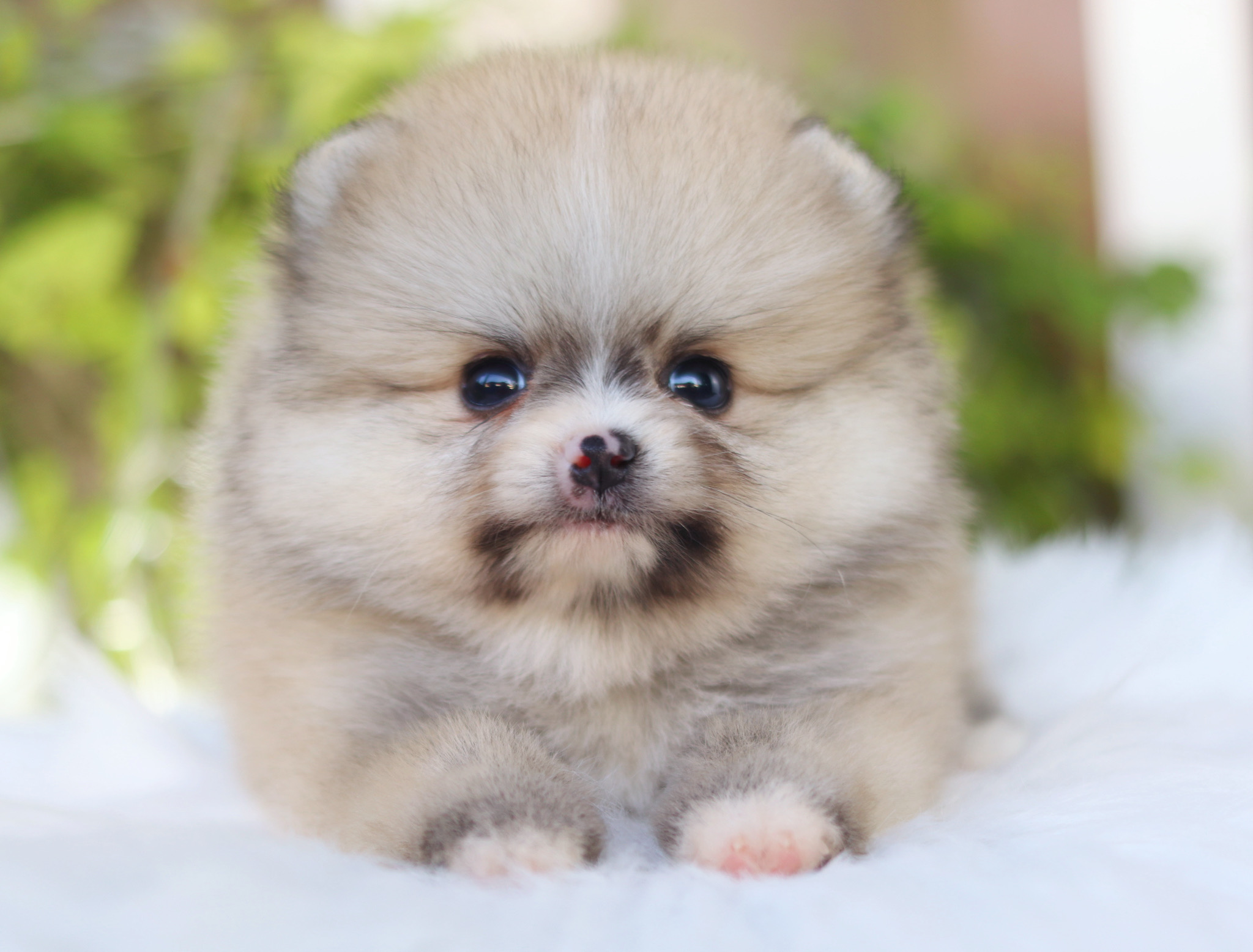 ปอมเมอเรเนียน เพศผู้สีส้ม เกรดโชว์