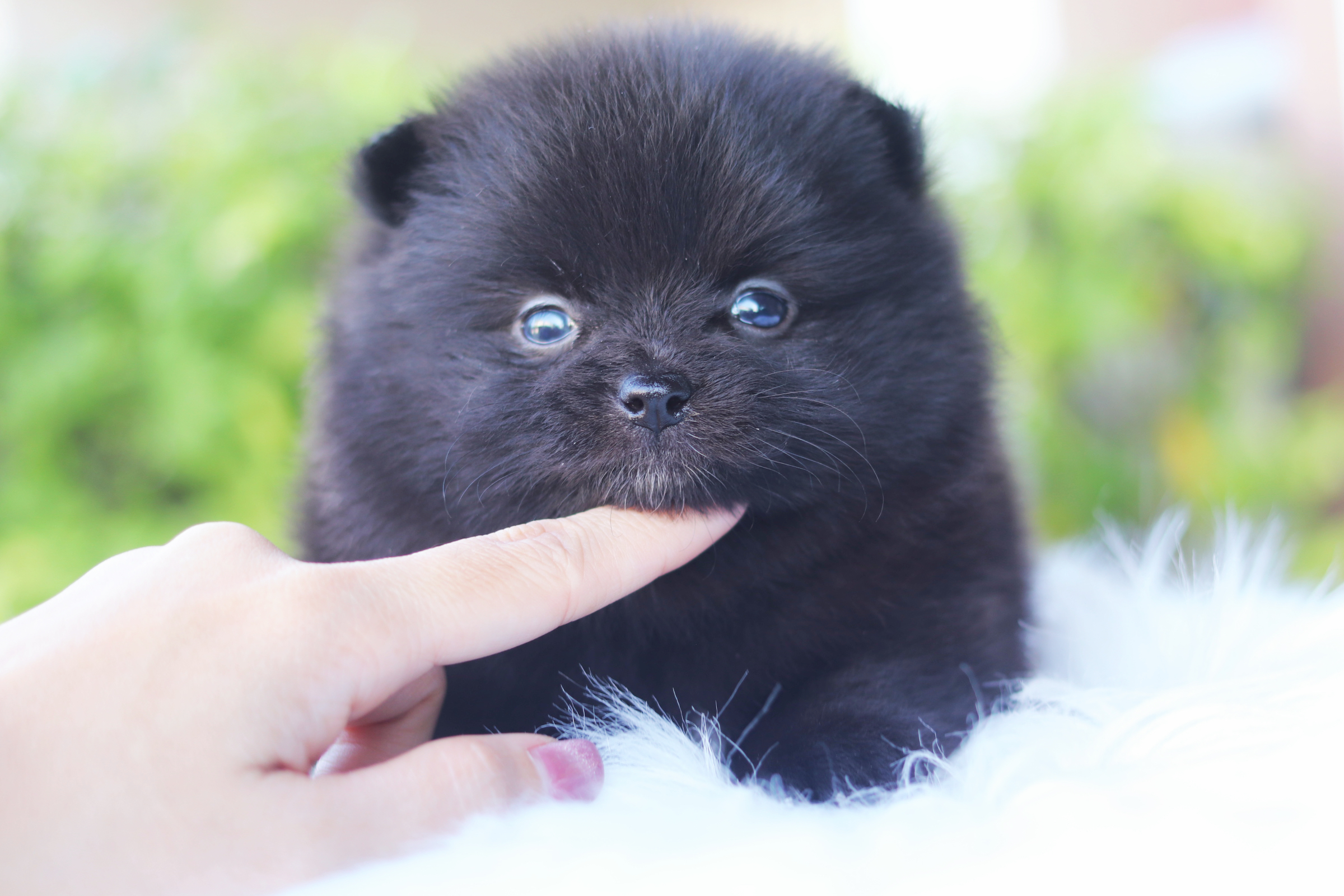 ปอมเมอเรเนียน เพศเมียสีดำ