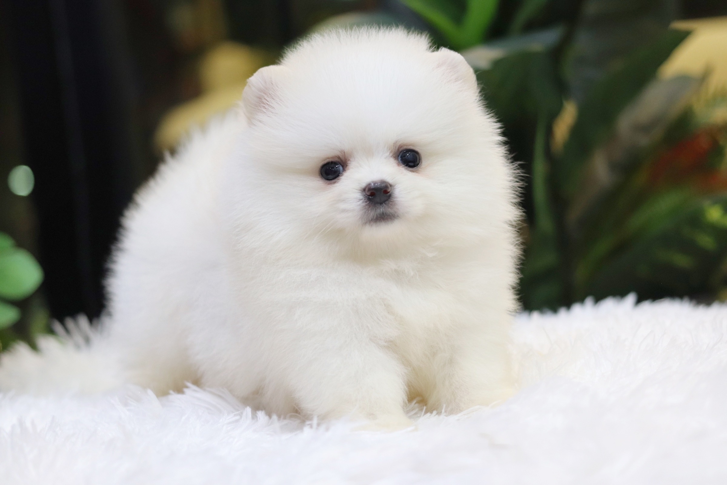 ปอมเมอเรเนียน เพศผู้ ขาวครีม