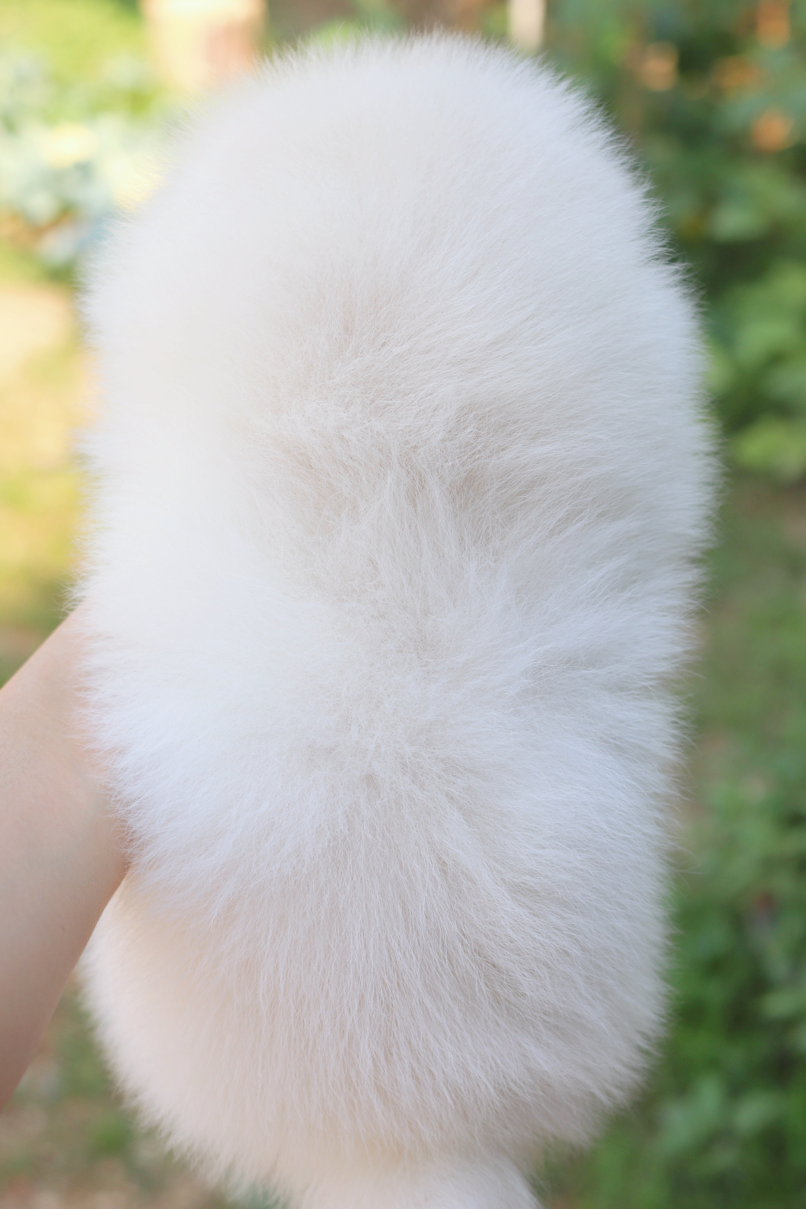 ปอมเมอเรเนียน เพศผู้ สีขาวครีม