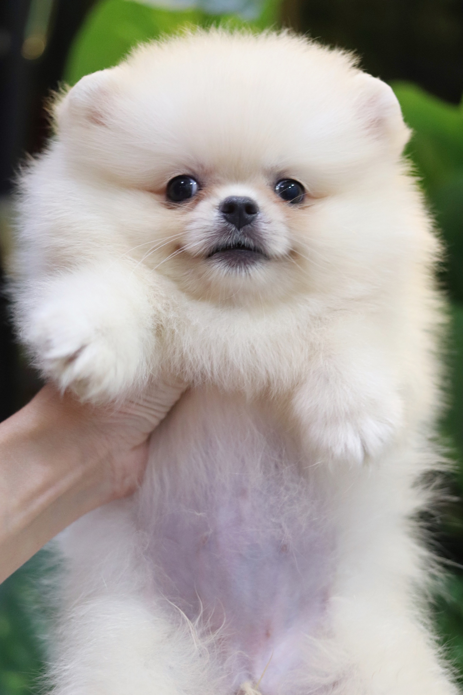 ปอมเมอเรเนียน เพศเมียสีขาวครีม