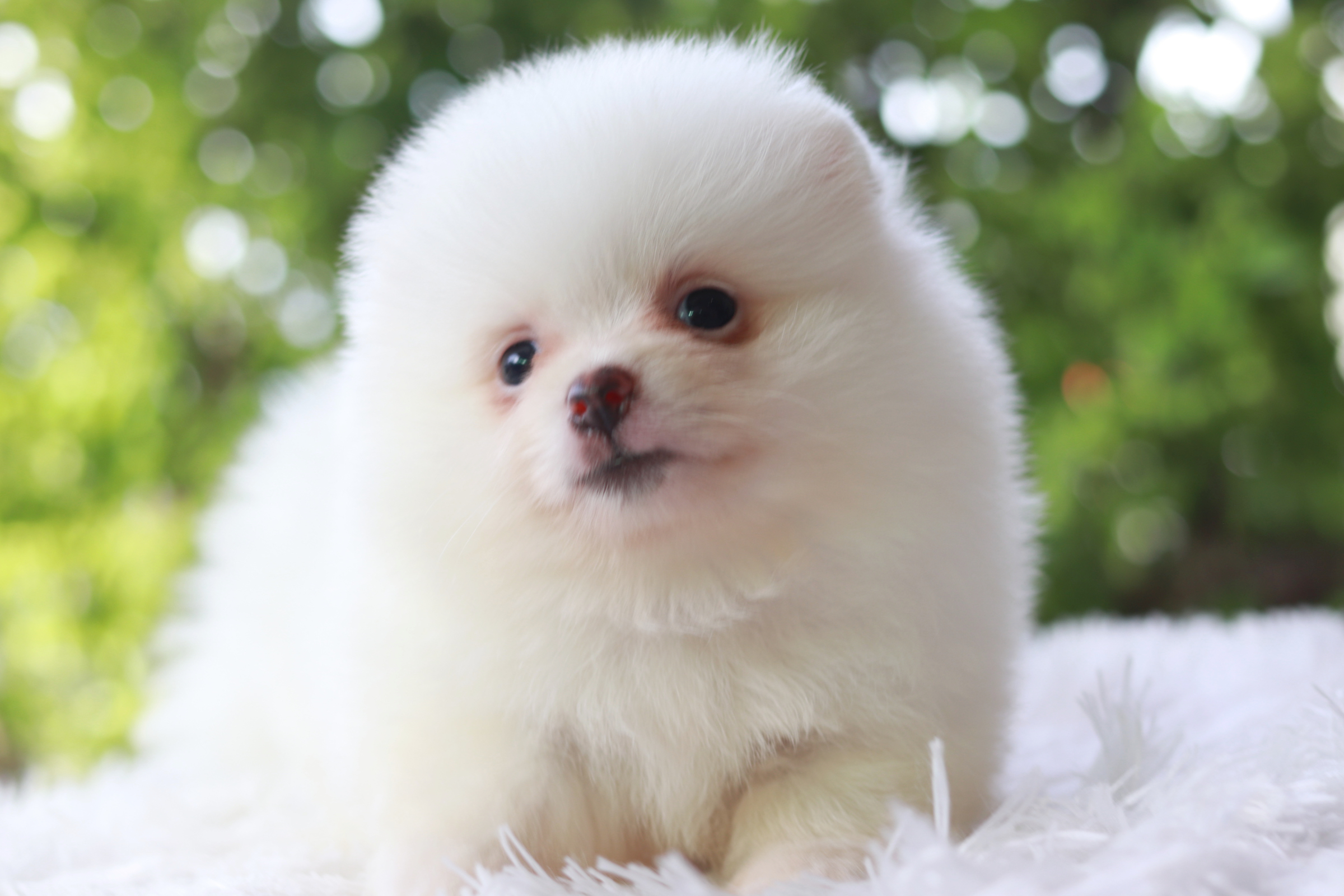 ปอมเมอเรเนียน เพศผู้ ไซส์ปกติหน้าฟ็อก