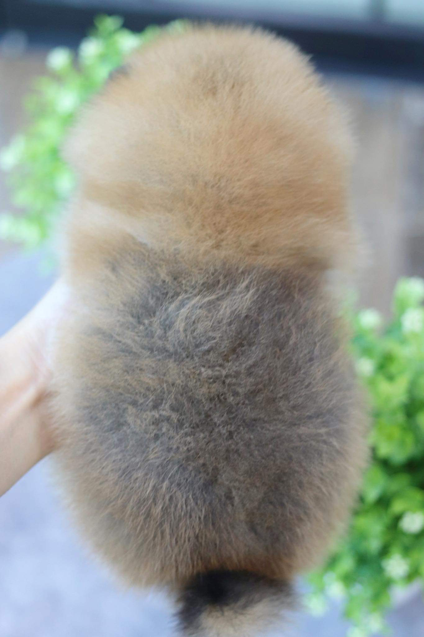 ปอมเมอเรเนียน เพศเมีย