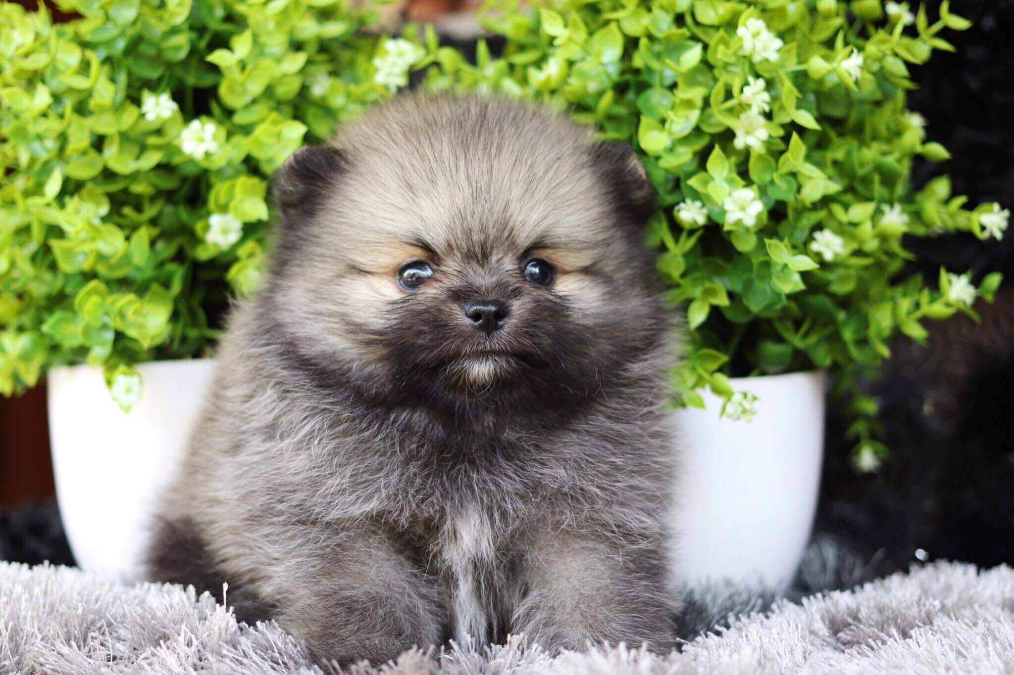 ปอมเมอเรเนียน เพศผู้