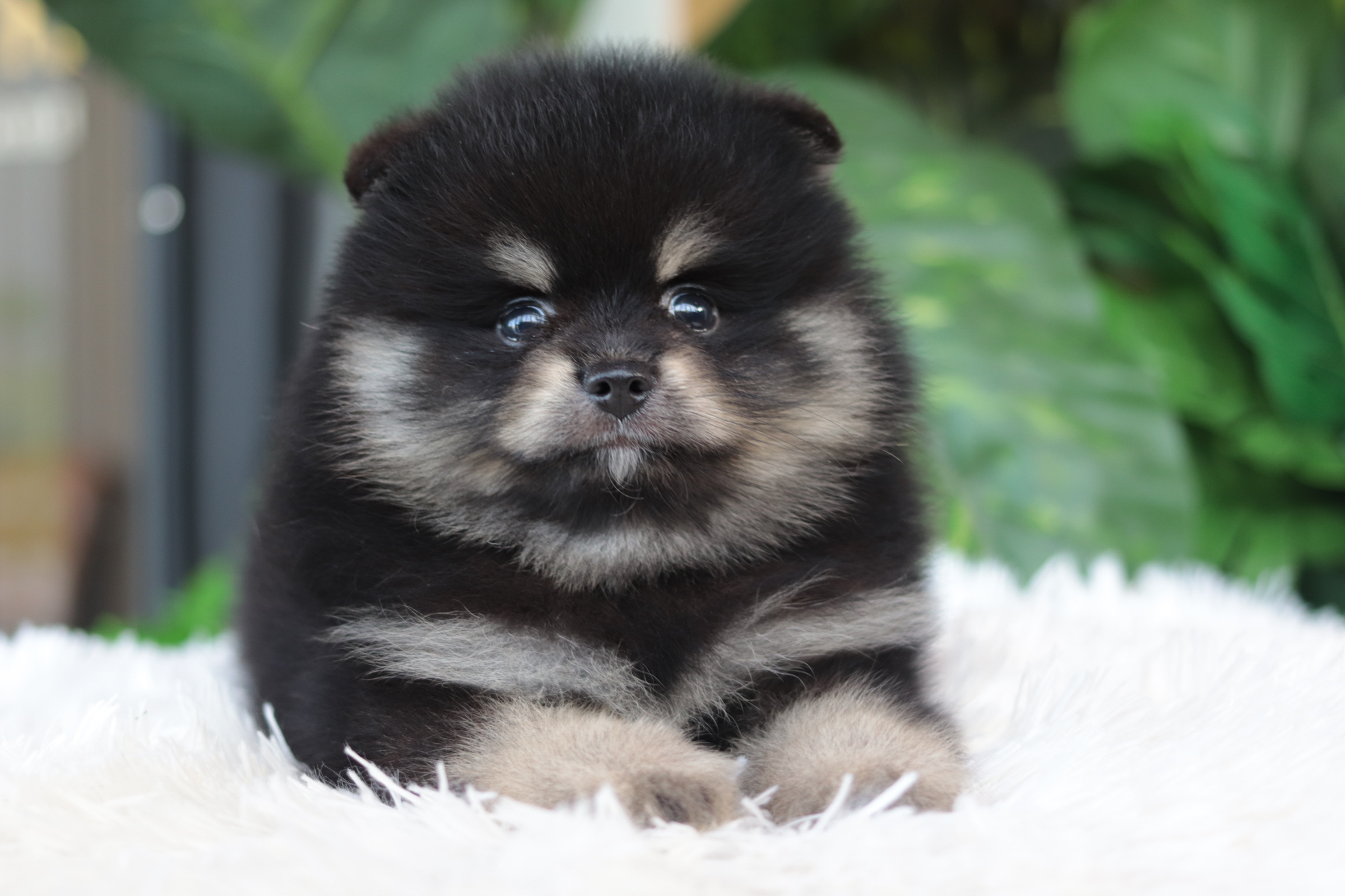 ปอมเมอเรเนียน เพศผู้แบล็คแทน