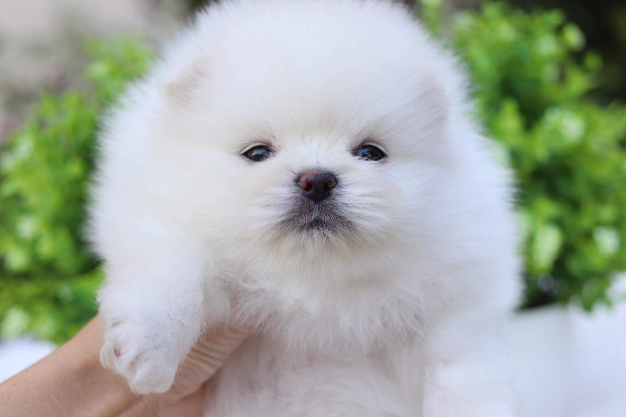 ปอมเมอเรเนียน เพศผู้