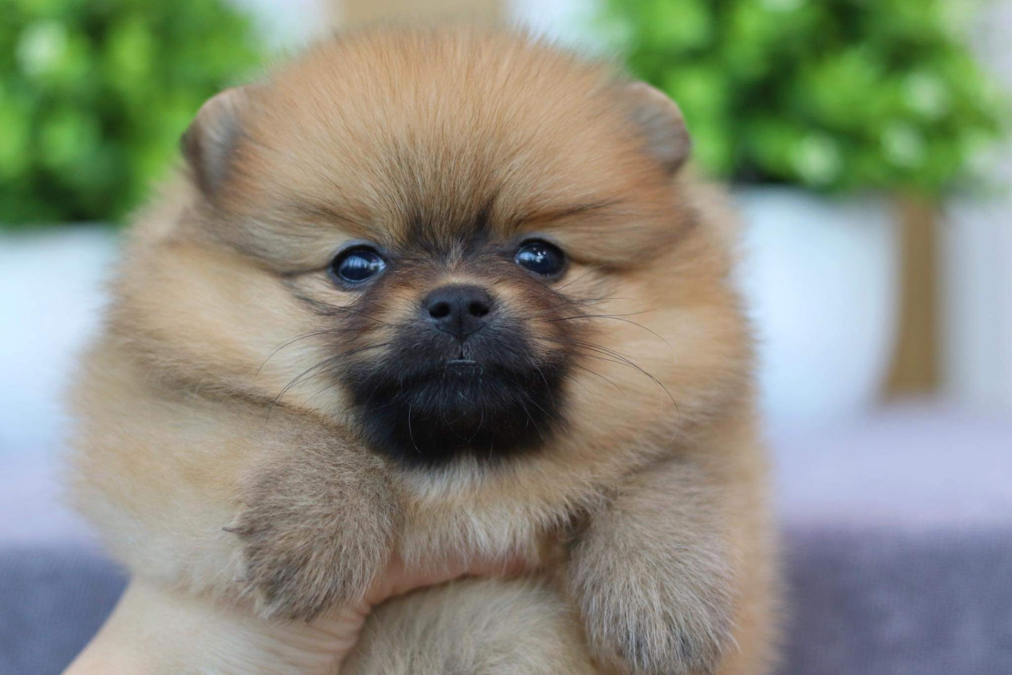 ปอมเมอเรเนียน เพศเมีย