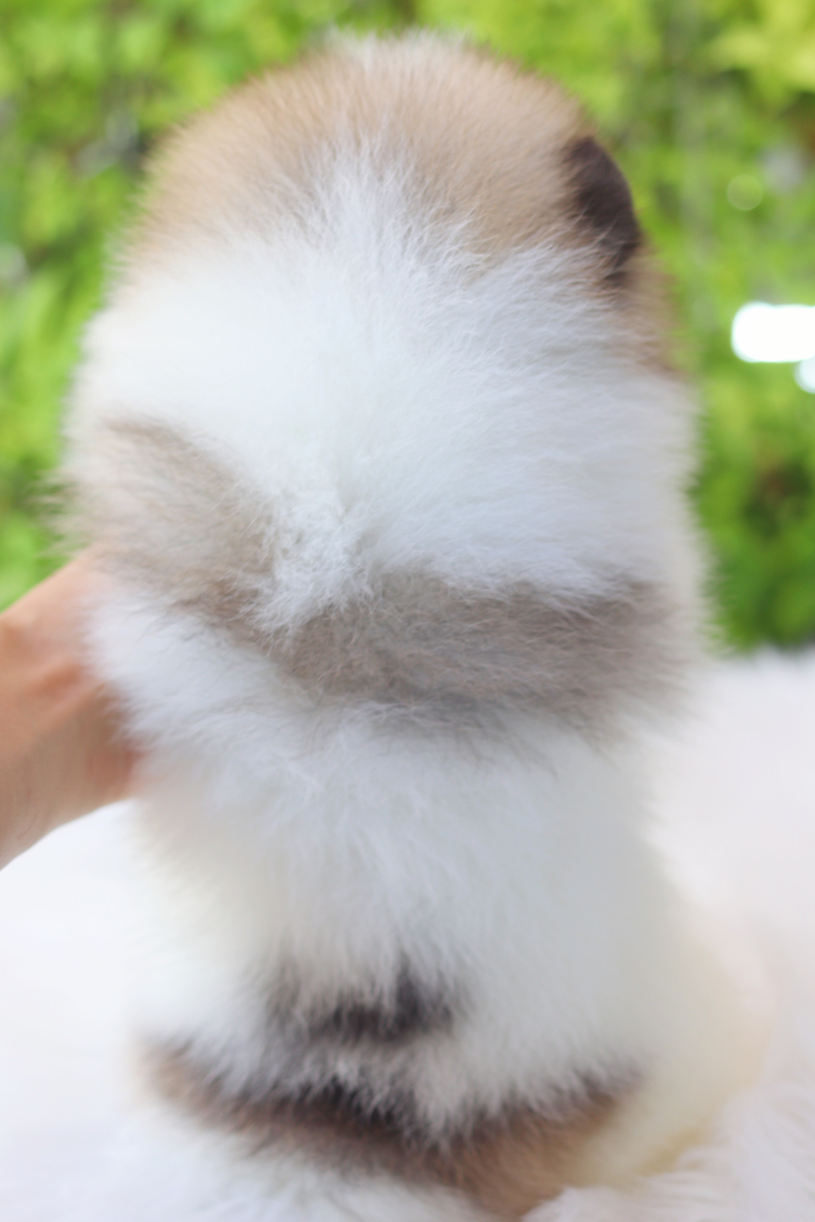 ปอมเมอเรเนียน เพศผู้สีแฟนซี เกรดโชว์