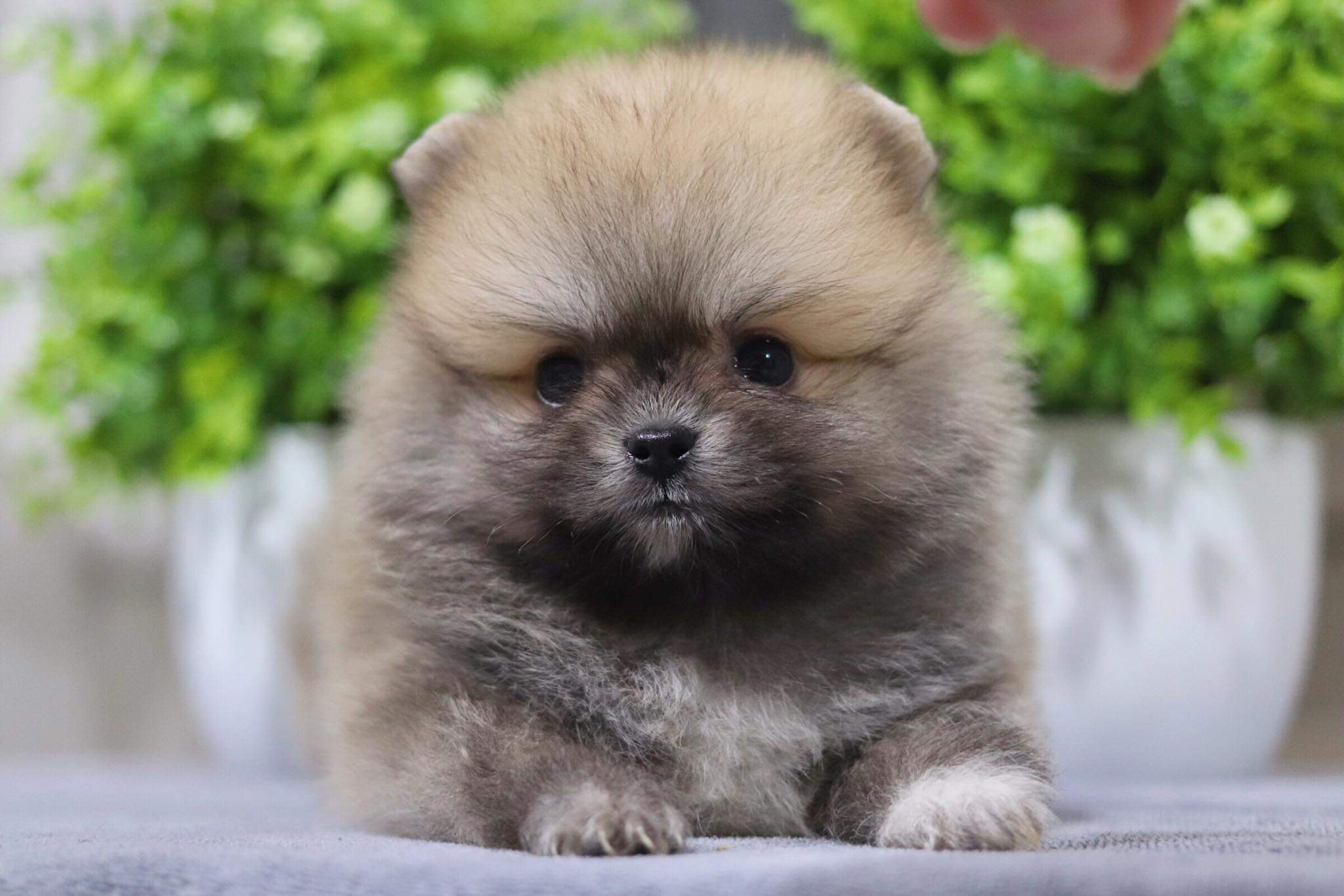 ปอมเมอเรเนียน เพศผู้