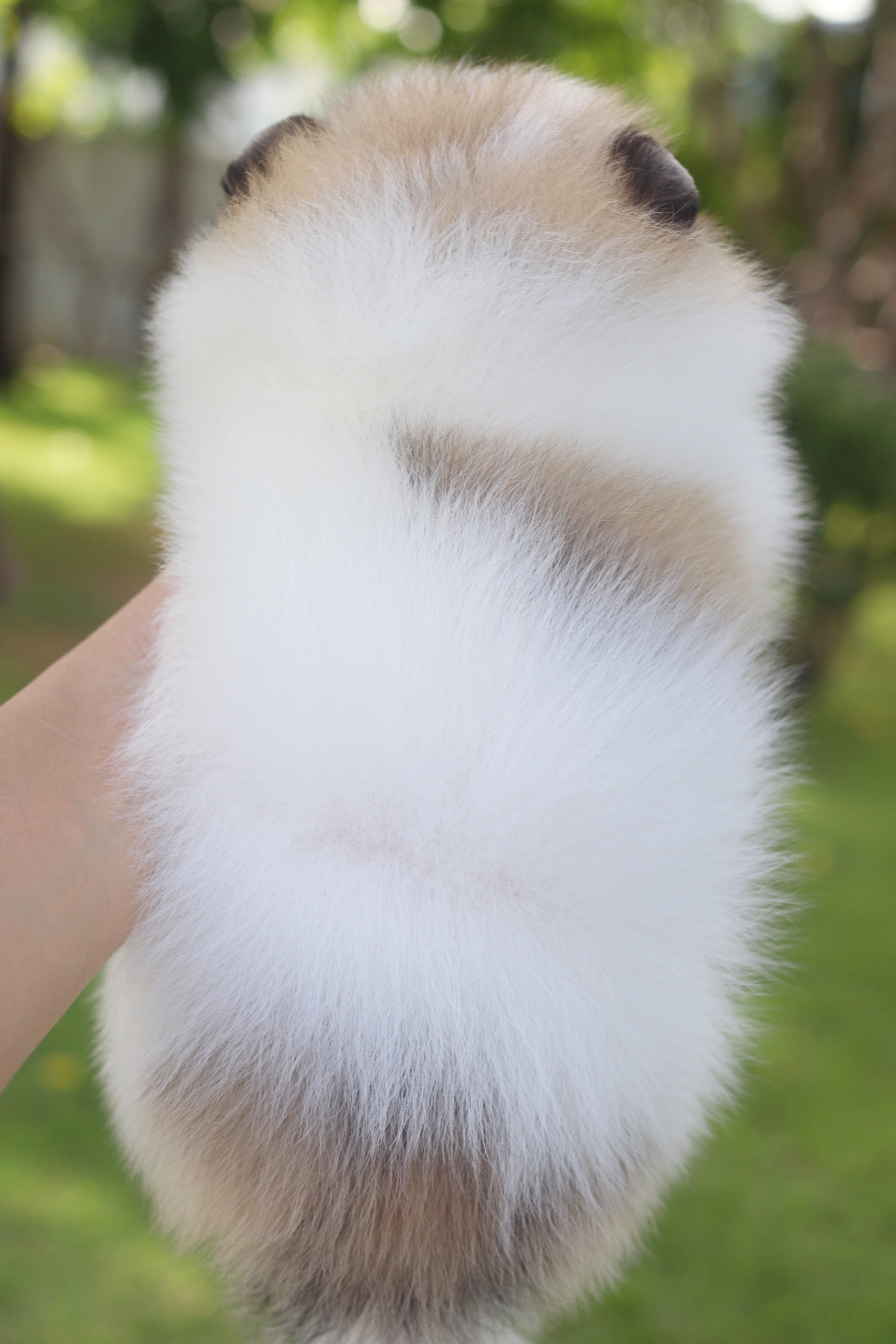 ปอมเมอเรเนียน เพศเมียสีแฟนซี