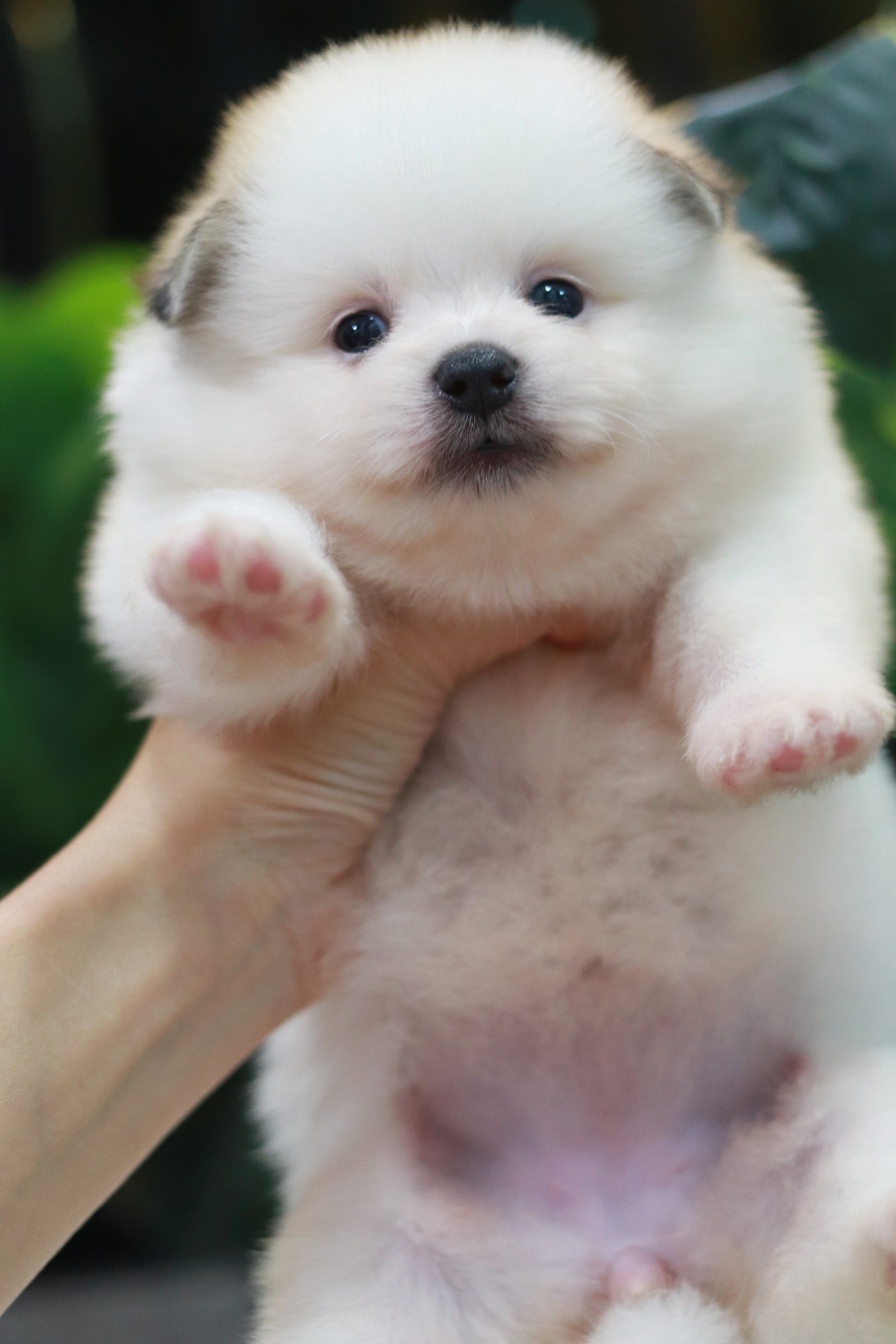 ปอมเมอเรเนียน เพศเมีย หน้าฟ็อก