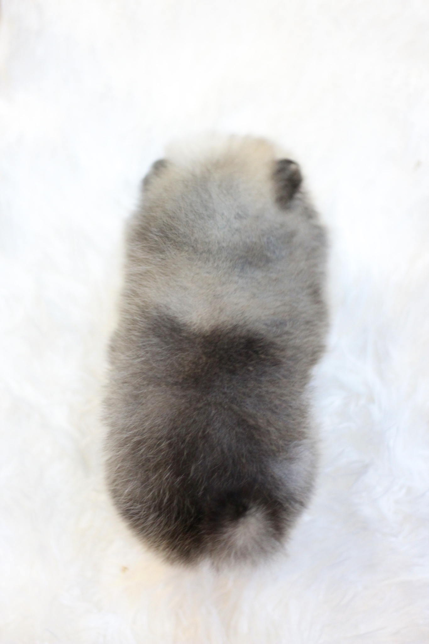 ปอมเมอเรเนียน เพศเมีย สีส้ม