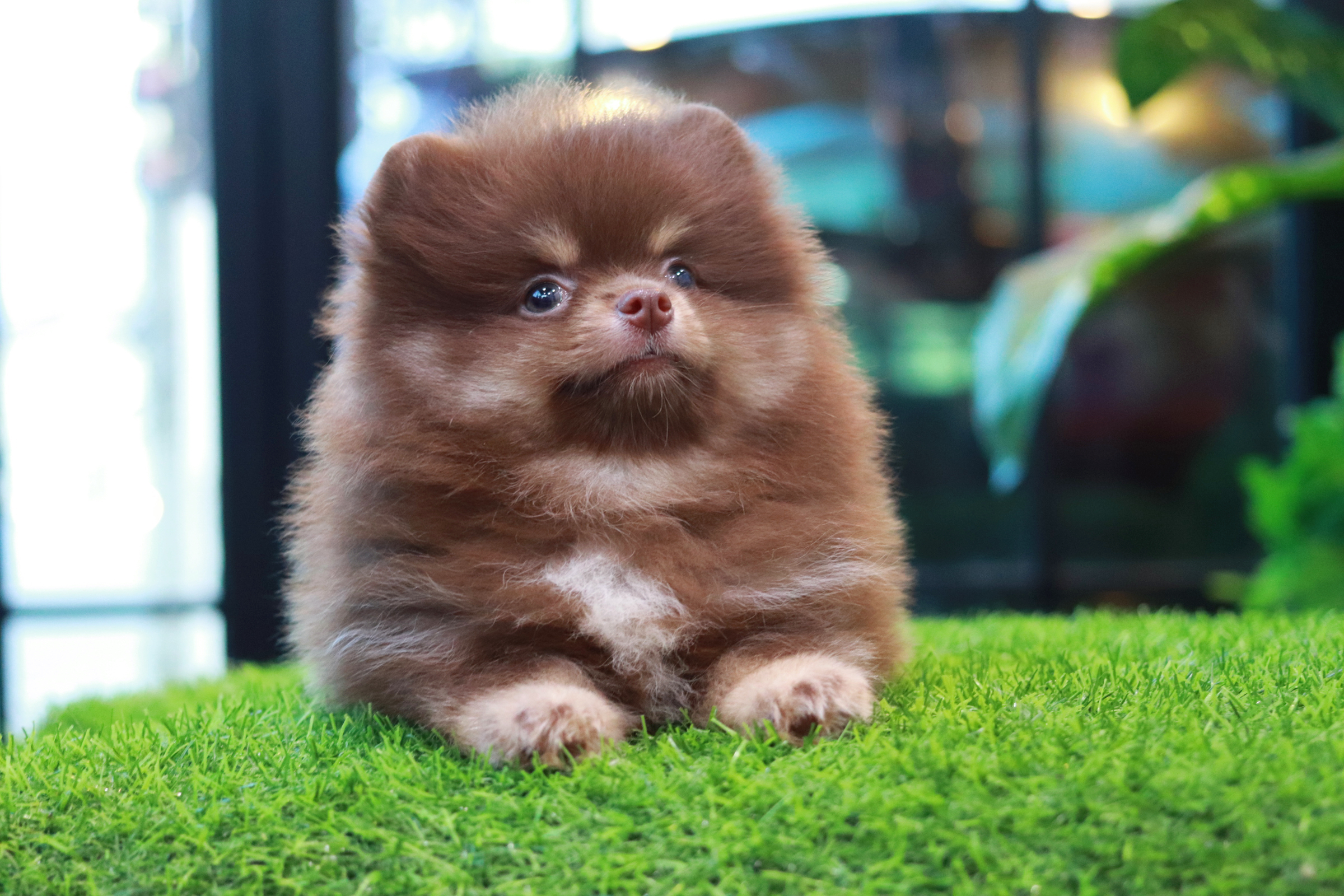 ปอมเมอเรเนียน เพศผู้ ช็อคแทน เกรดสวยขนแน่นน