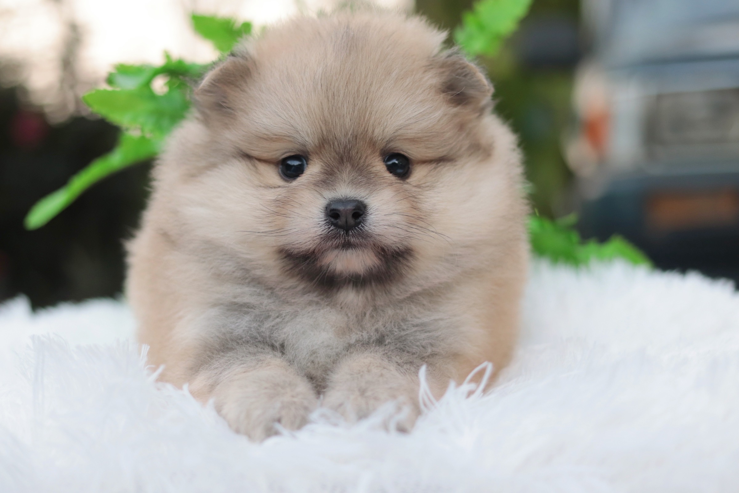 ปอมเมอเรเนียน เพศผู้ สีส้ม