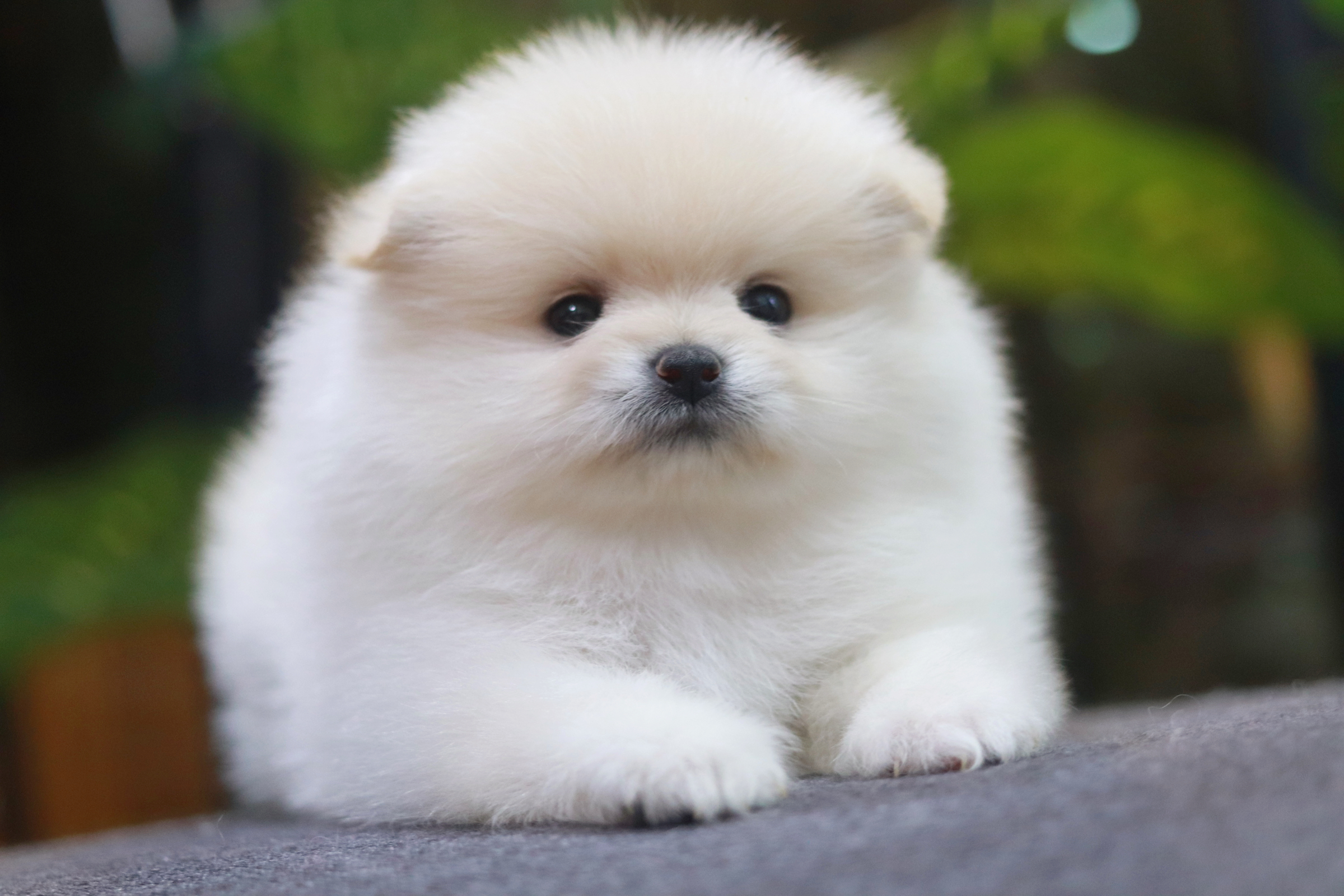 ปอมเมอเรเนียน เพศผู้