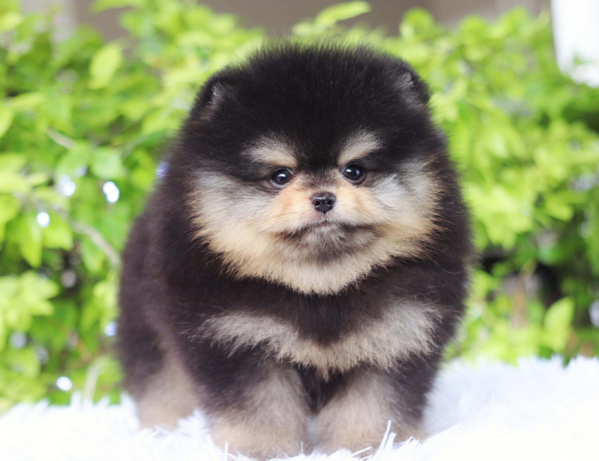 ปอมเมอเรเนียน เพศผู้ แบล็คแทน เกรดโชว์