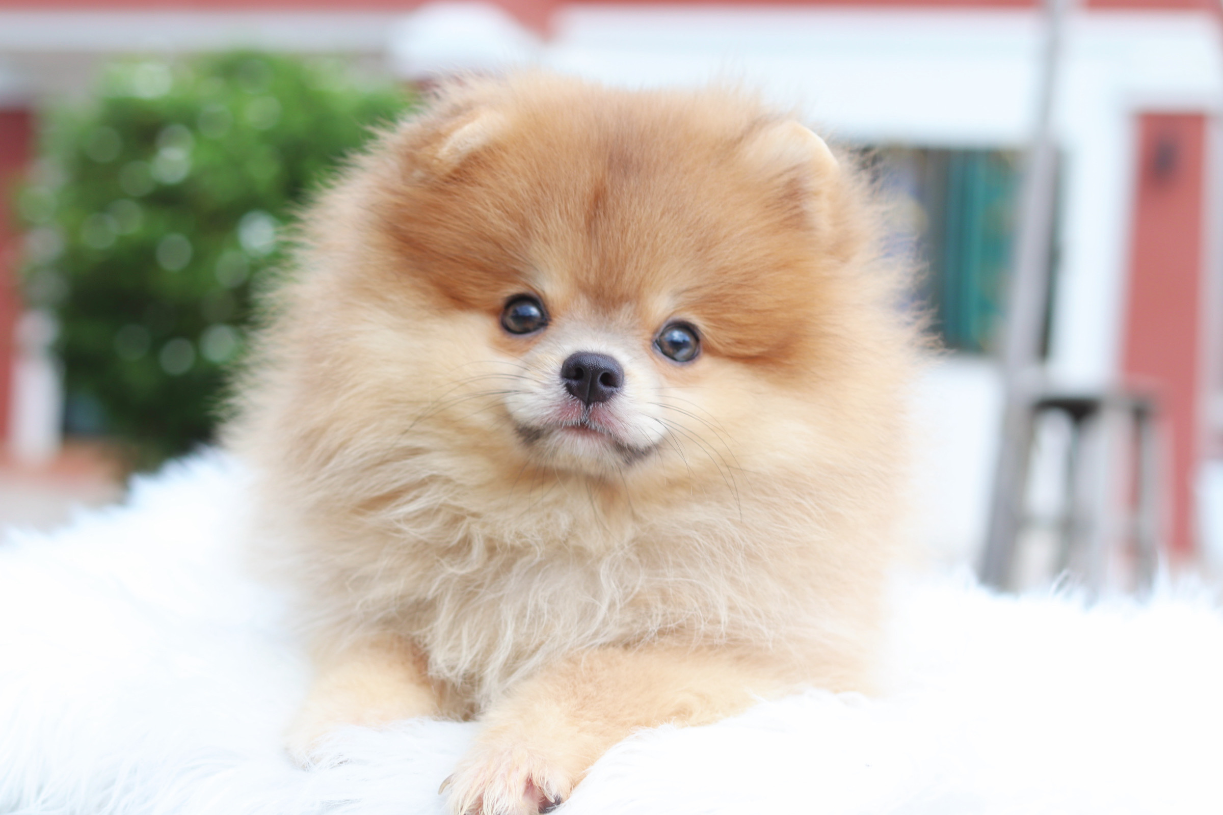 ปอมเมอเรเนียน เพศเมียสีส้ม