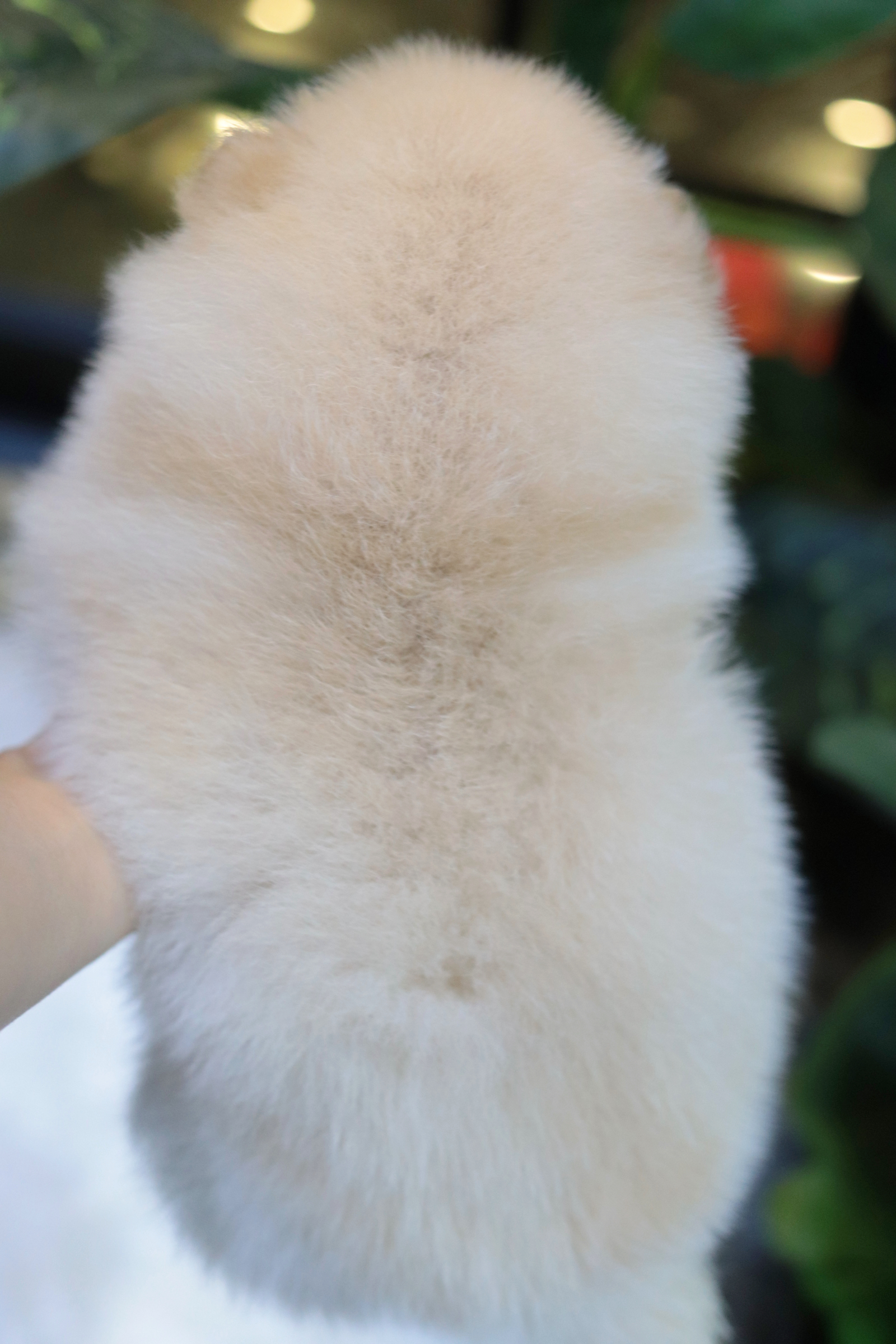 ปอมเมอเรเนียน เพศเมีย สีครีม