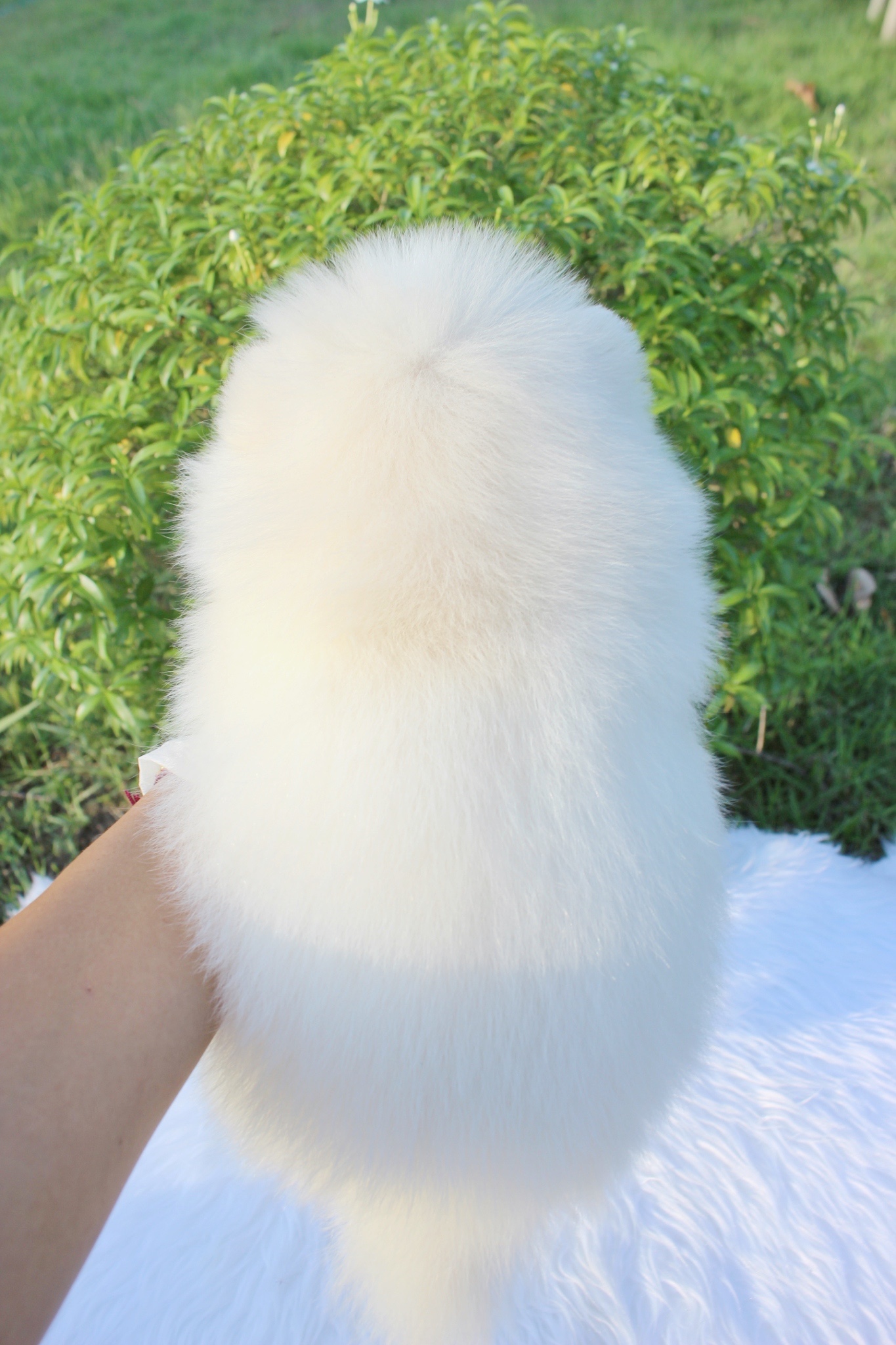 ปอมเมอเรเนียน เพศผู้ขาวครีม