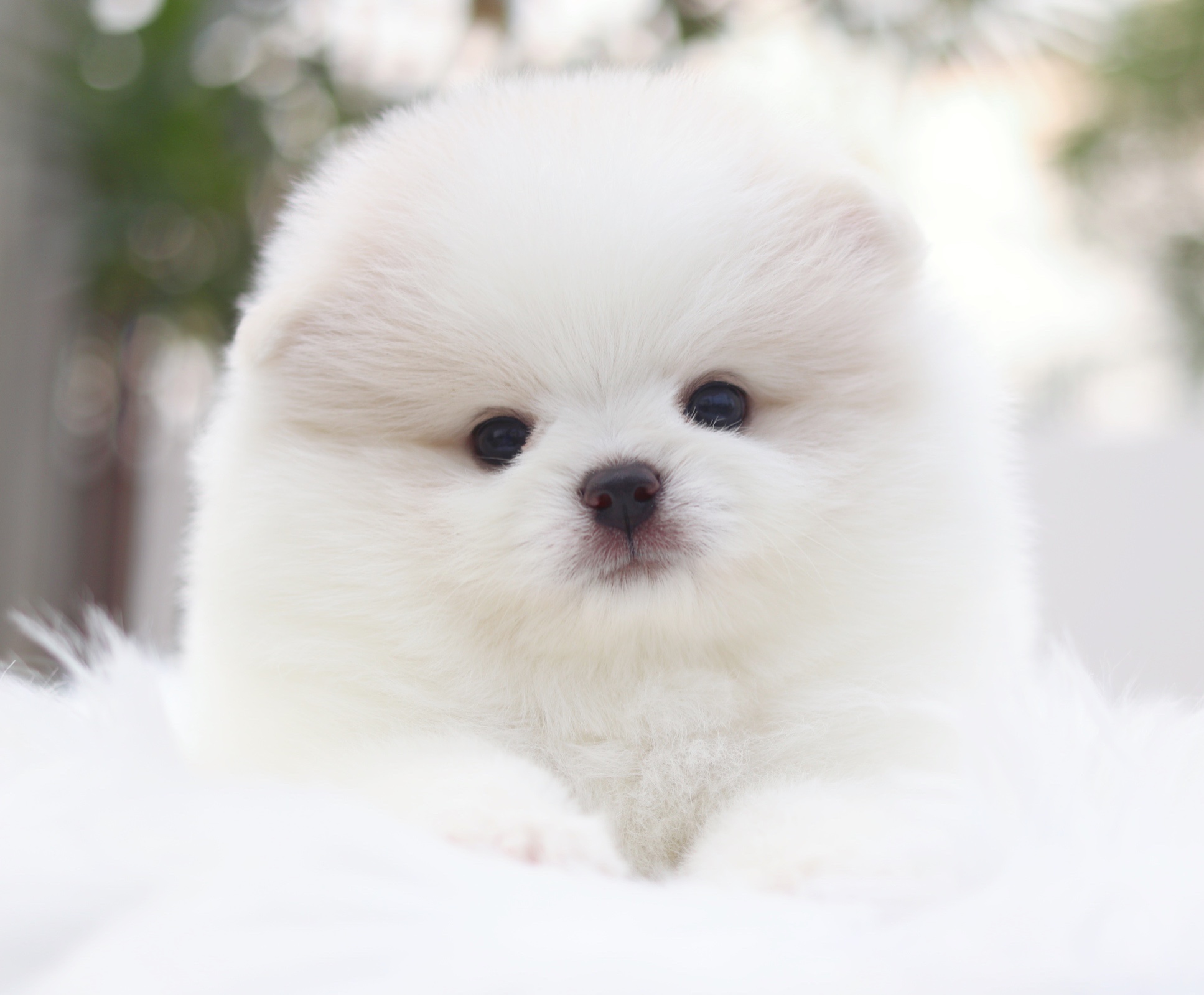 ปอมเมอเรเนียน เพศผู้ สีขาวครีมเกรดโชว์