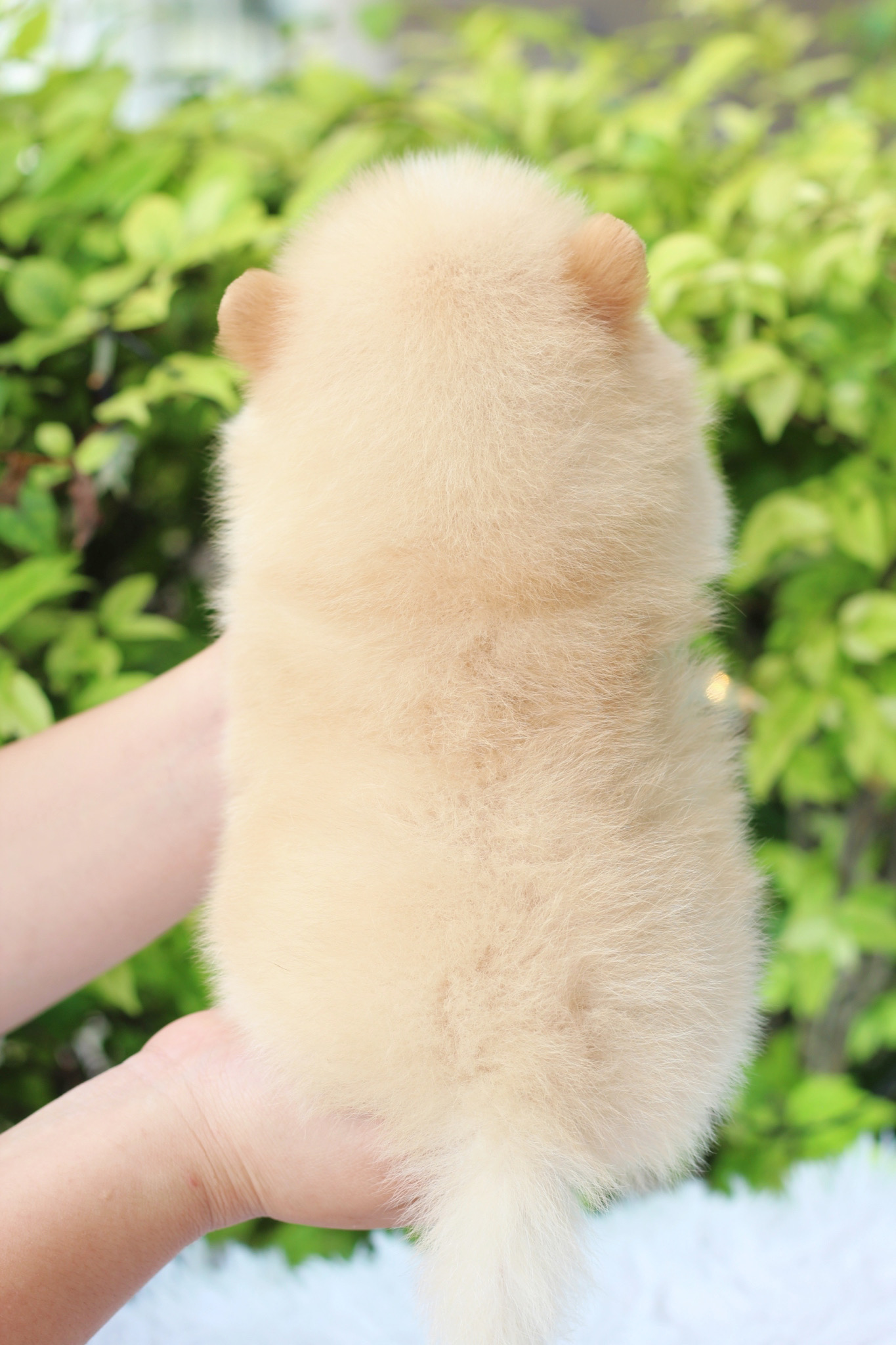 ปอมเมอเรเนียน เพศผู้สีครีม