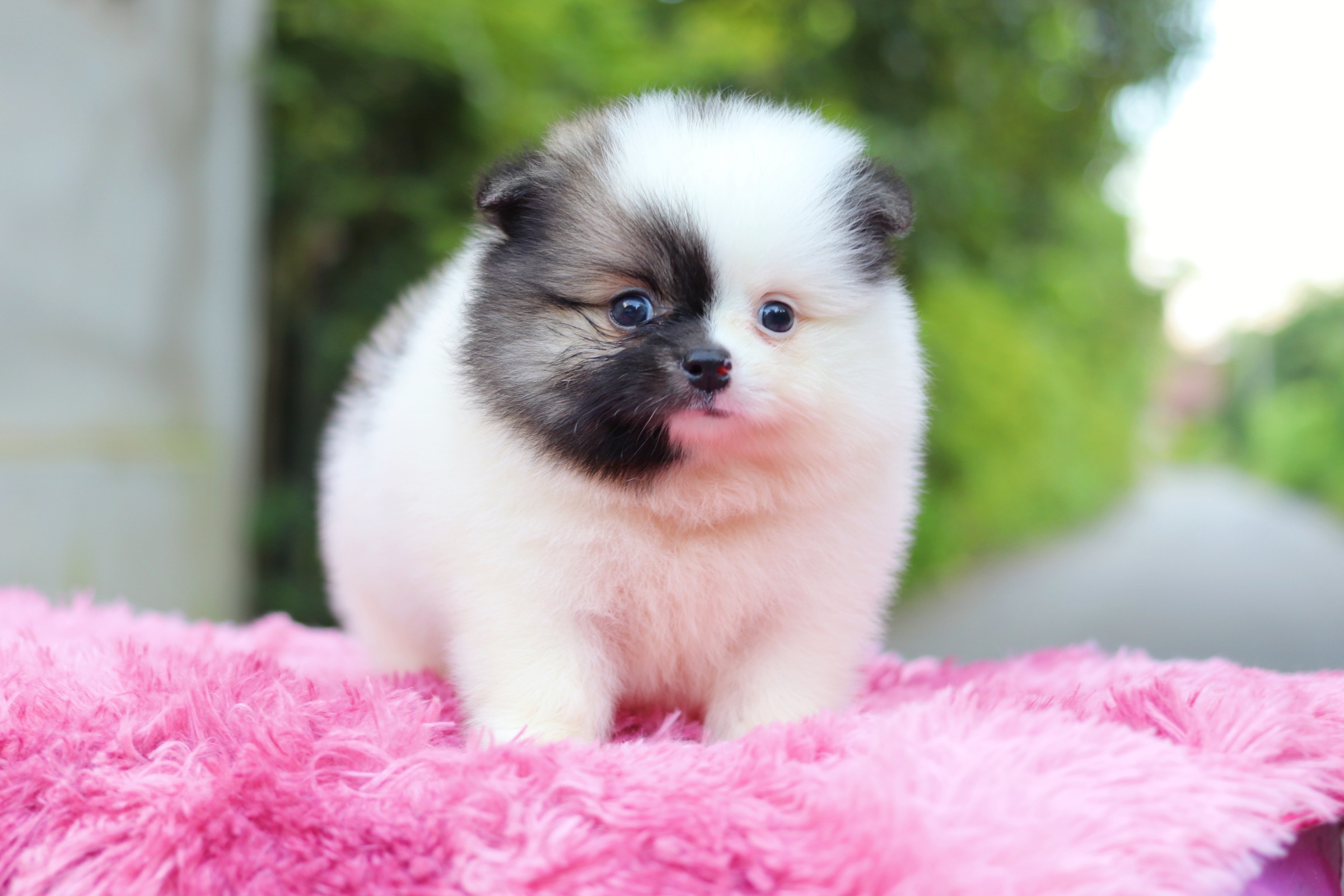 ปอมเมอเรเนียน เพศผู้แฟนซี