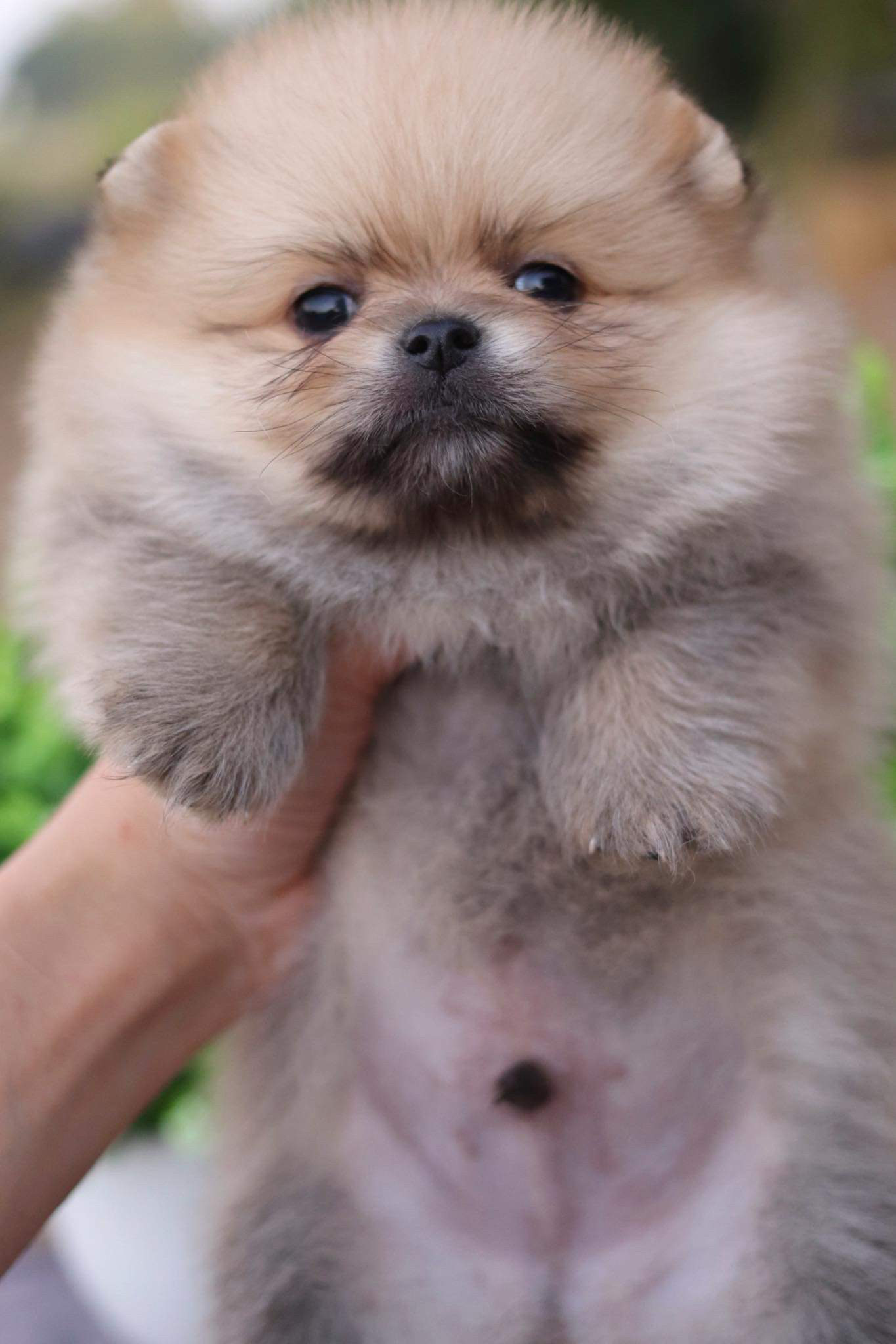 ปอมเมอเรเนียน เพศผู้