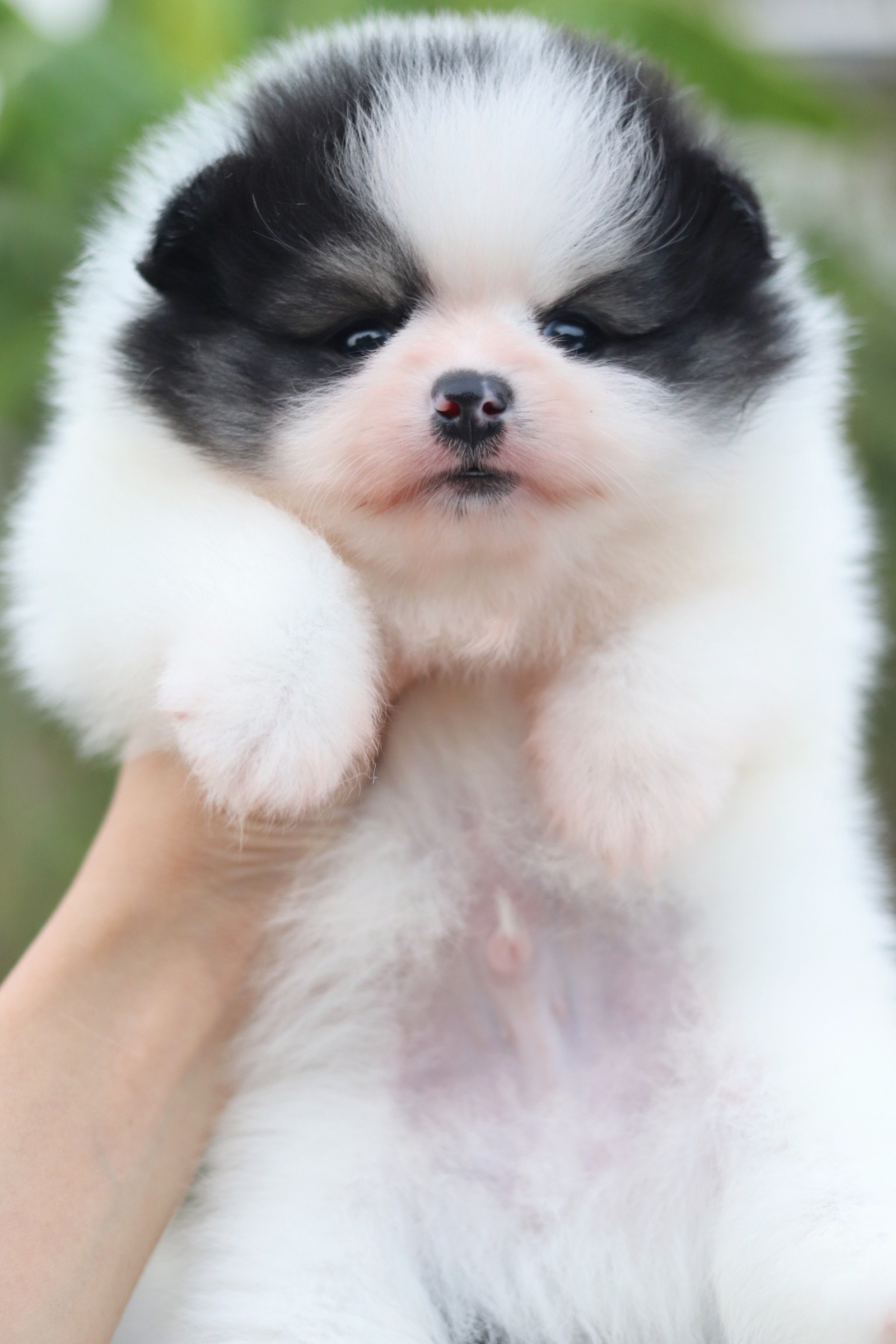 ปอมเมอเรเนียน เพศผู้ แฟนซี