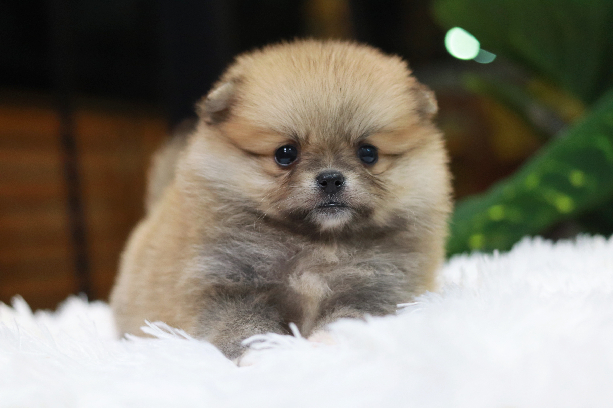 ปอมเมอเรเนียน เพศเมีย