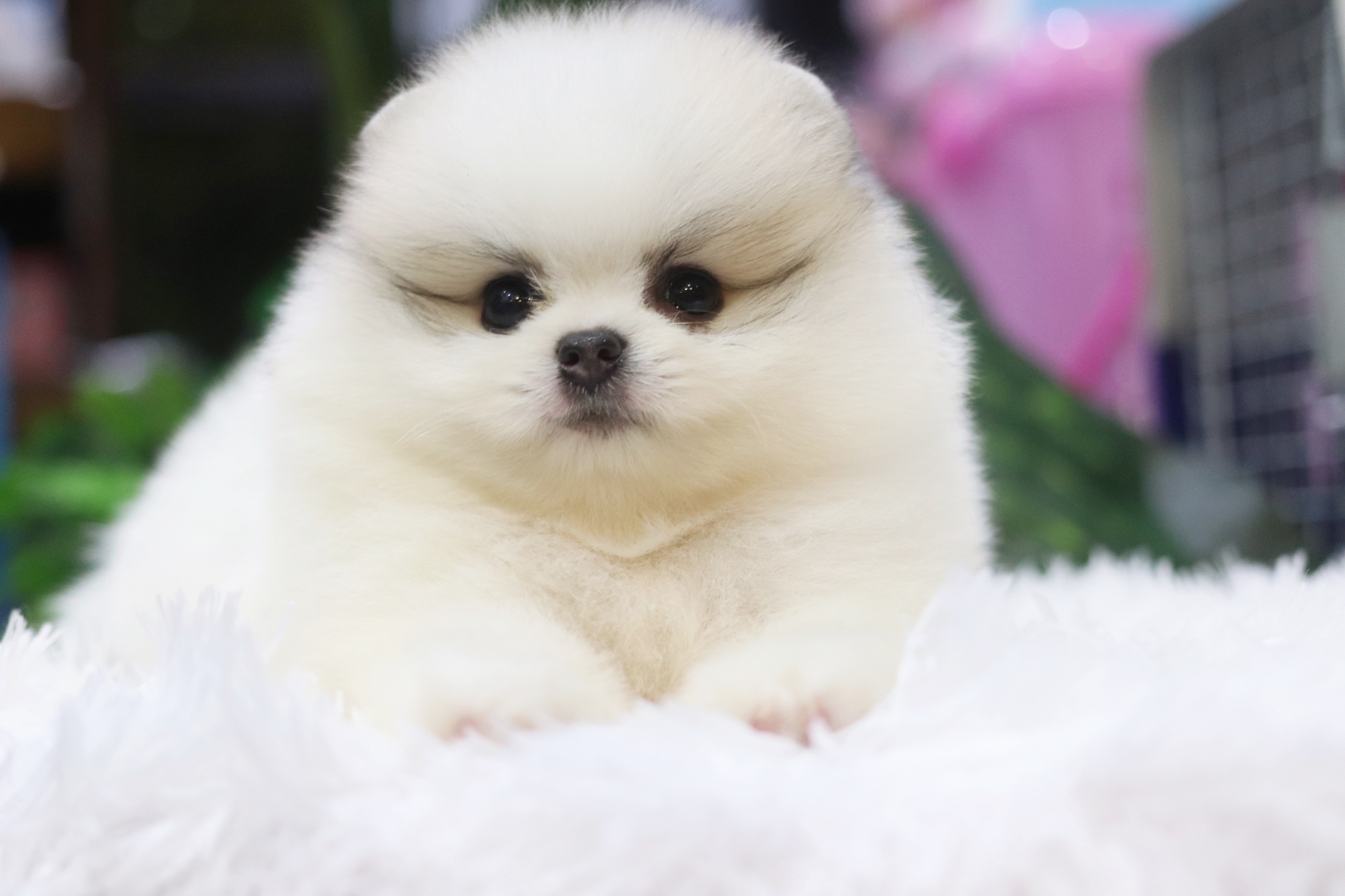 ปอมเมอเรเนียน เพศผู้แฟนซี