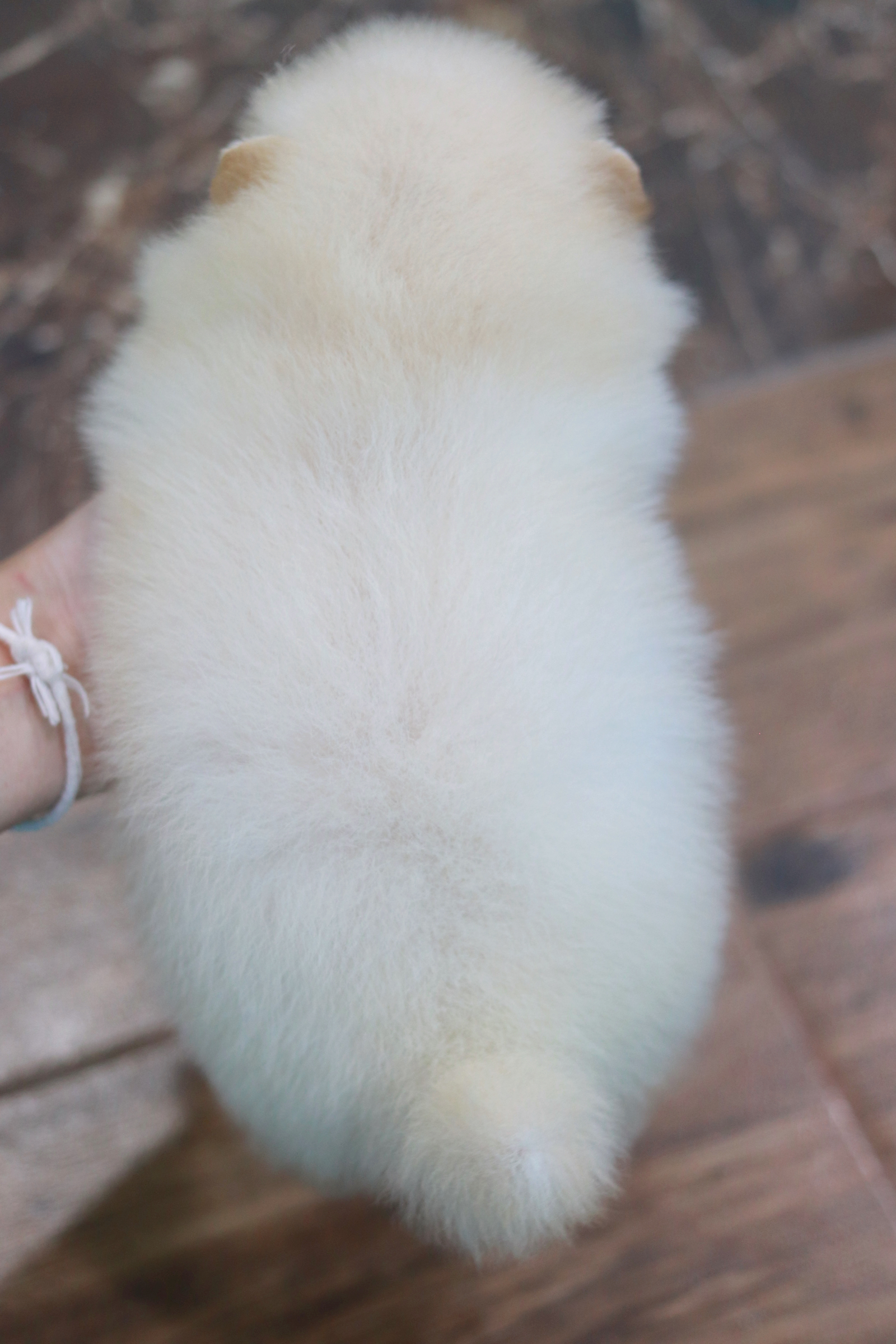 ปอมเมอเรเนียน เพศเมียสีขาวครีมไซส์เล็ก เกรดโชว์