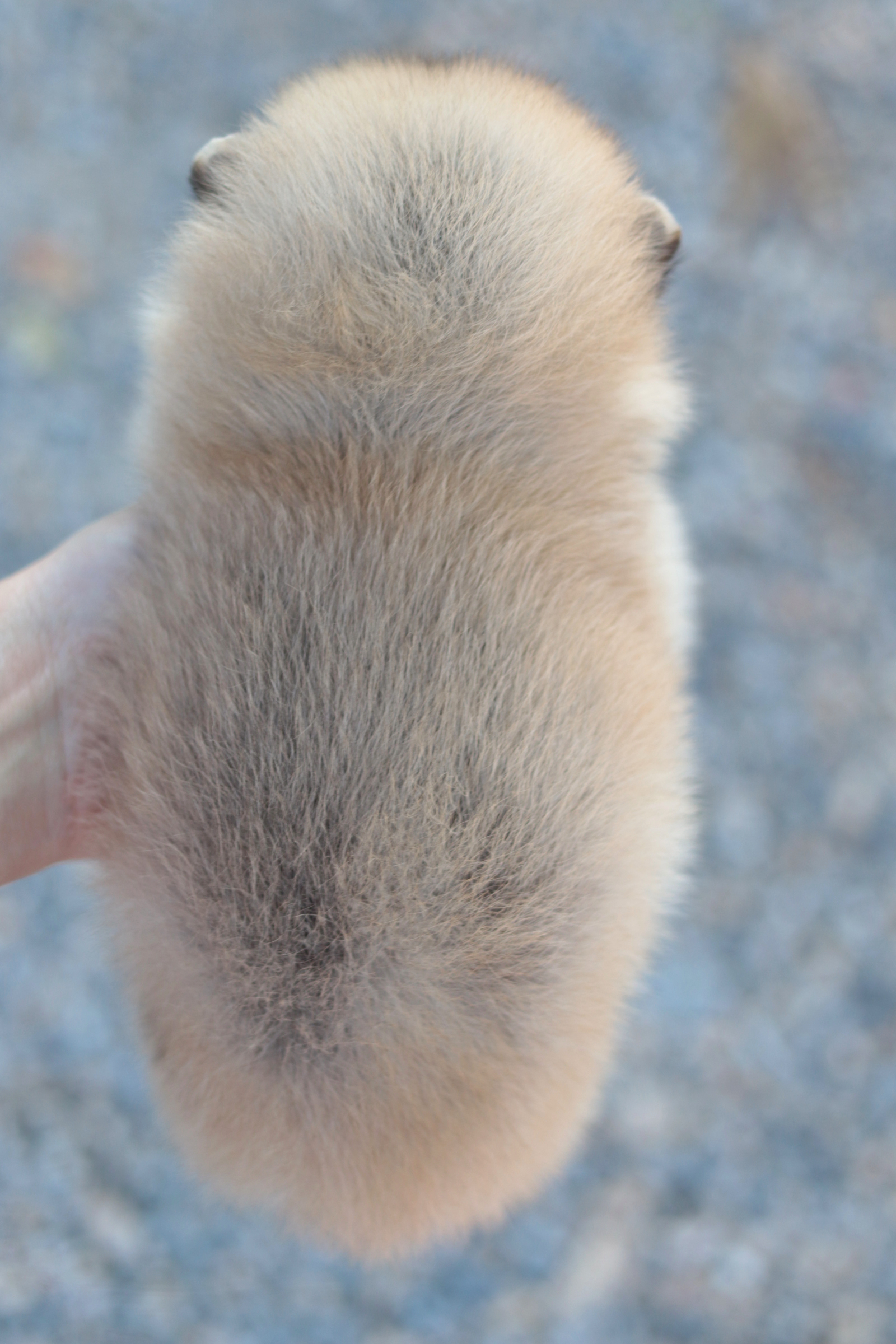 ปอมเมอเรเนียน เพศผู้สีส้ม