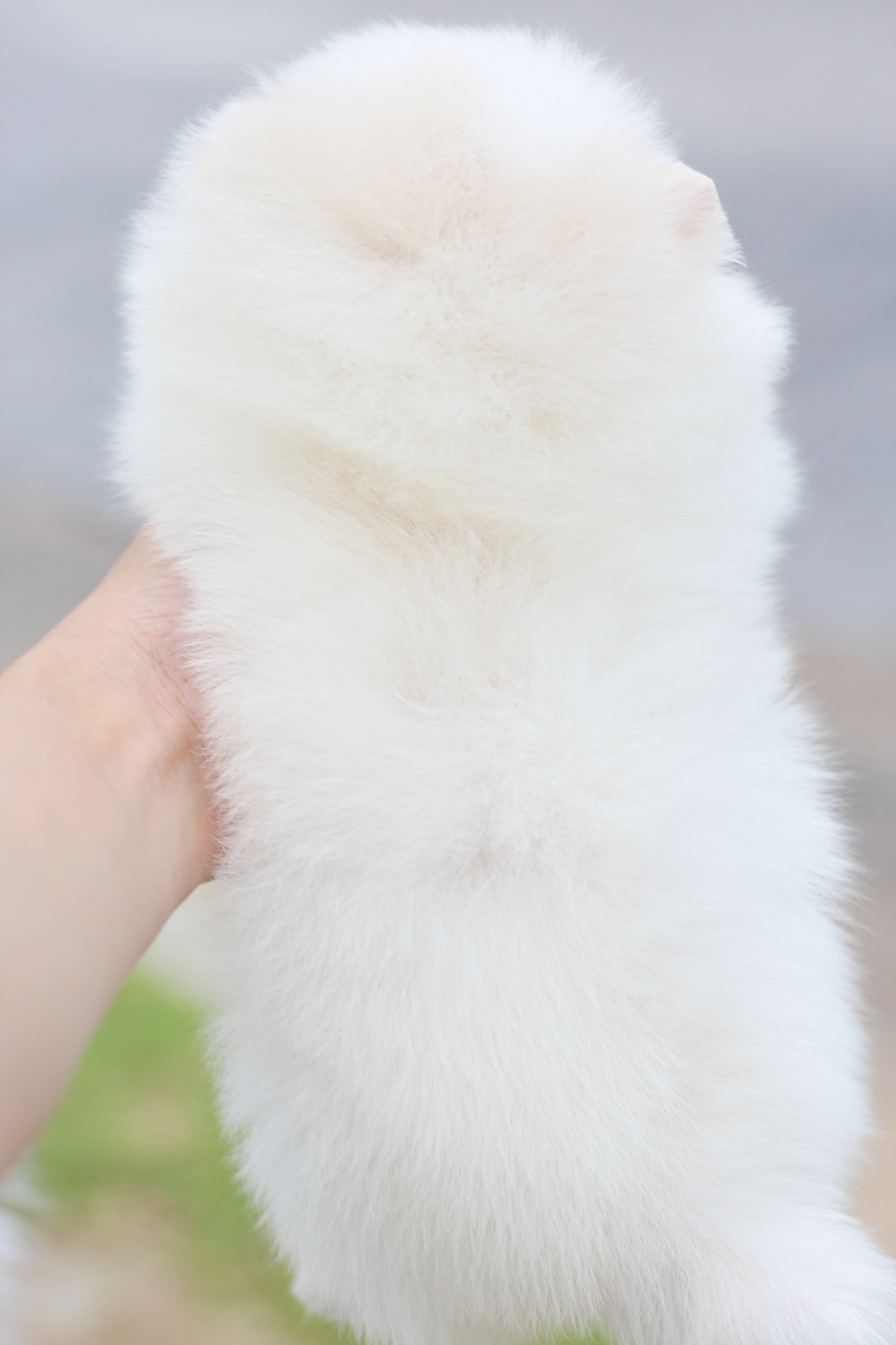 ปอมเมอเรเนียน เพศผู้ขาวครีมเกรดโชว์