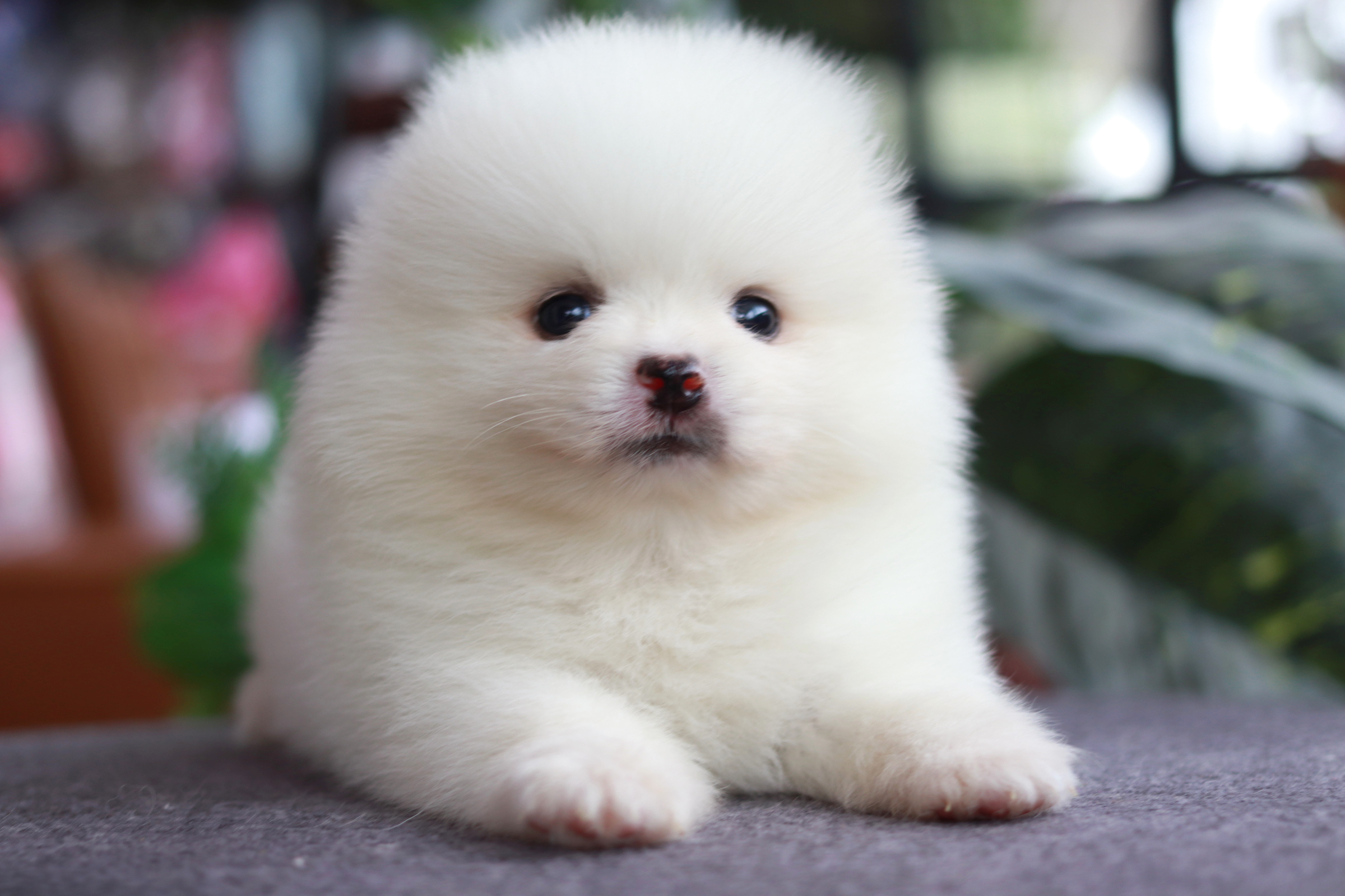 ปอมเมอเรเนียน เพศเมีย