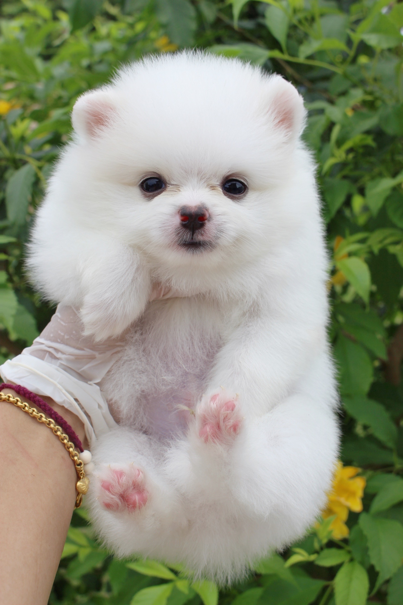 น้องปอมเมอเรเนียน ผู้ขาวครีม เกรดเลี้ยงเล่น
