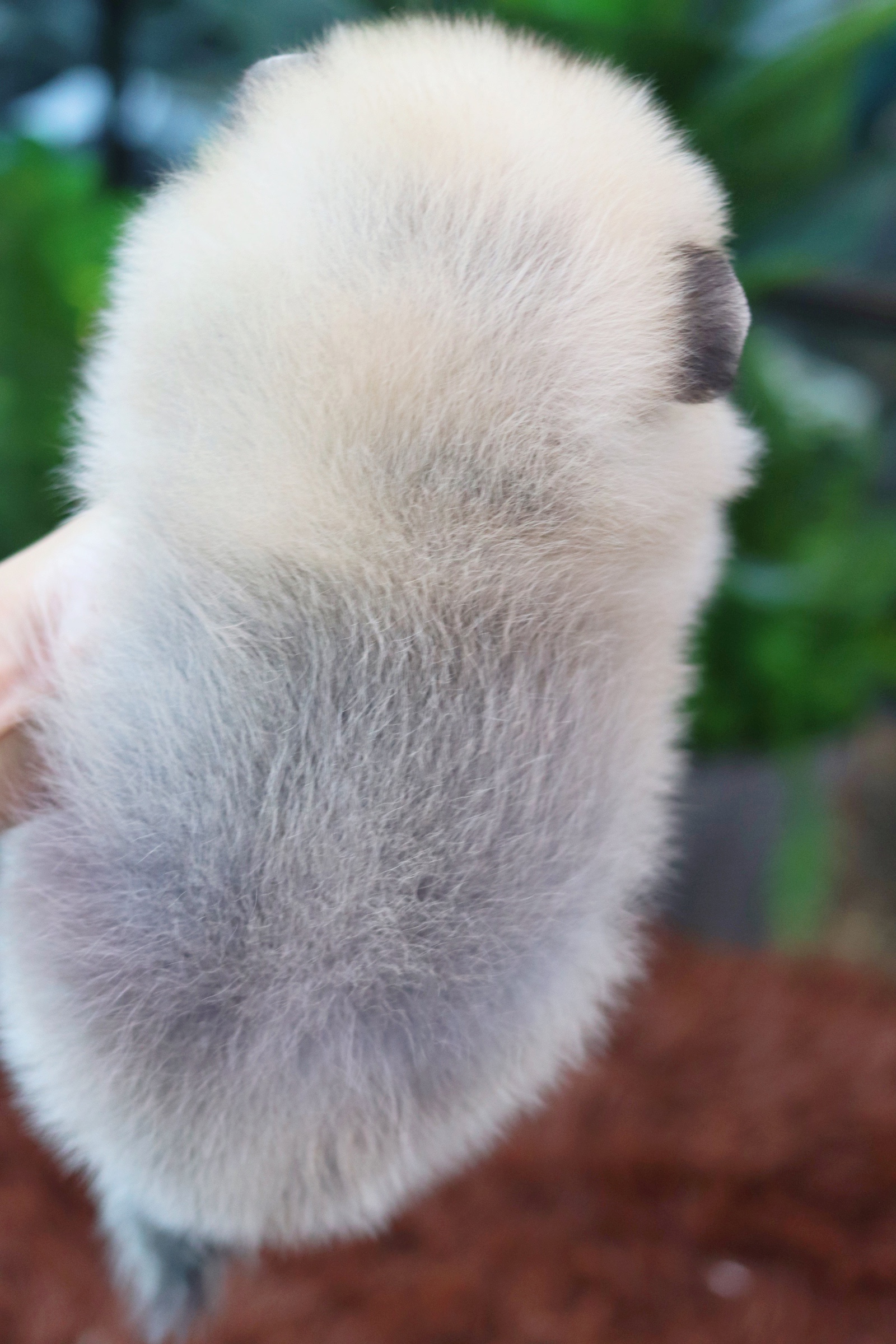 ปอมเมอเรเนียน เพศผู้สีส้ม