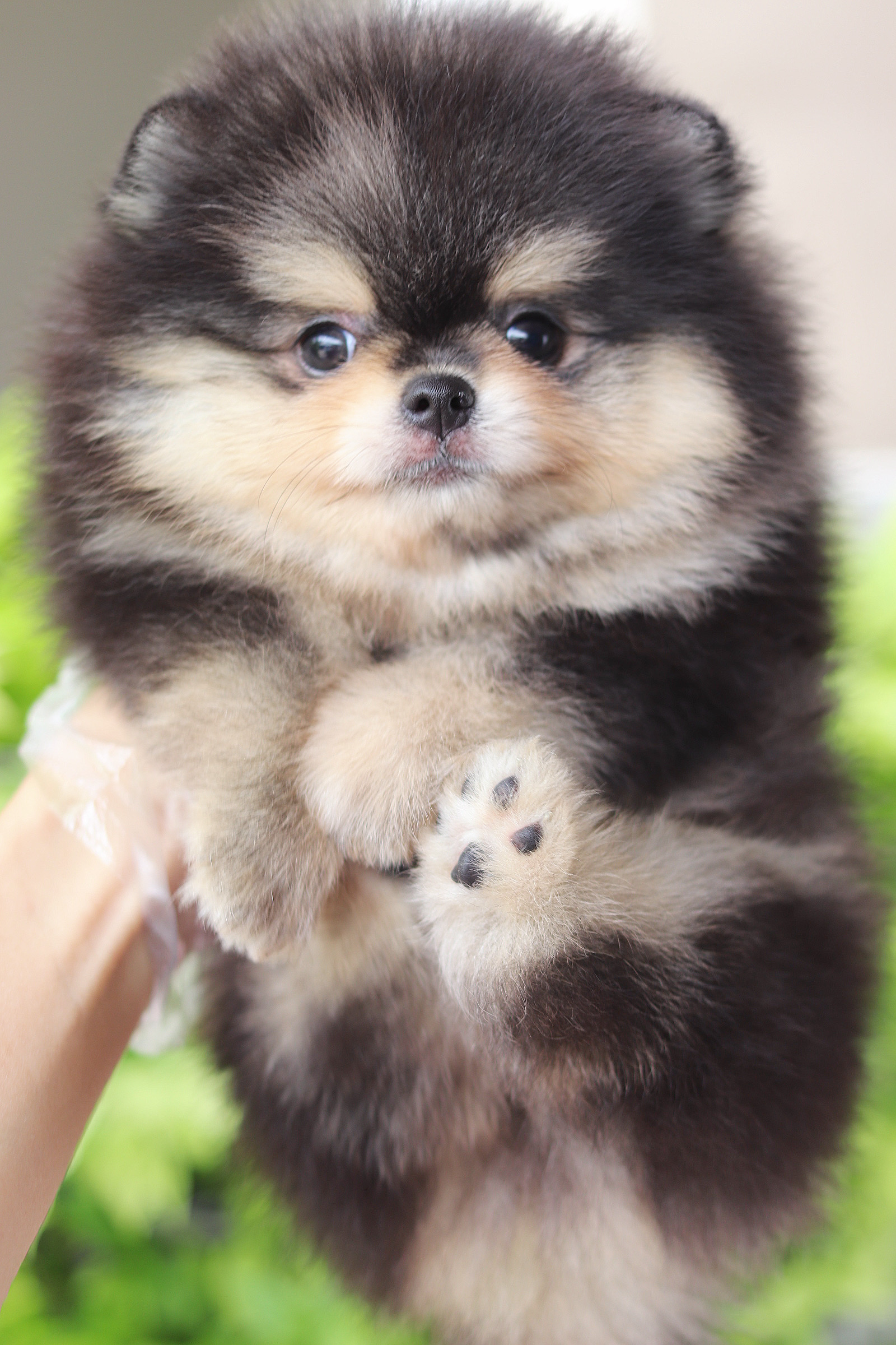 ปอมเมอเรเนียน เพศผู้สีแบล็คแทน เกรดโชว์