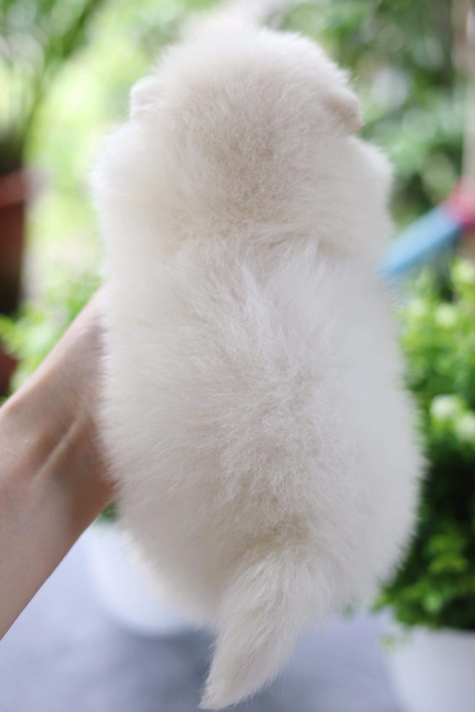 ปอมเมอเรเนียน เพศผู้