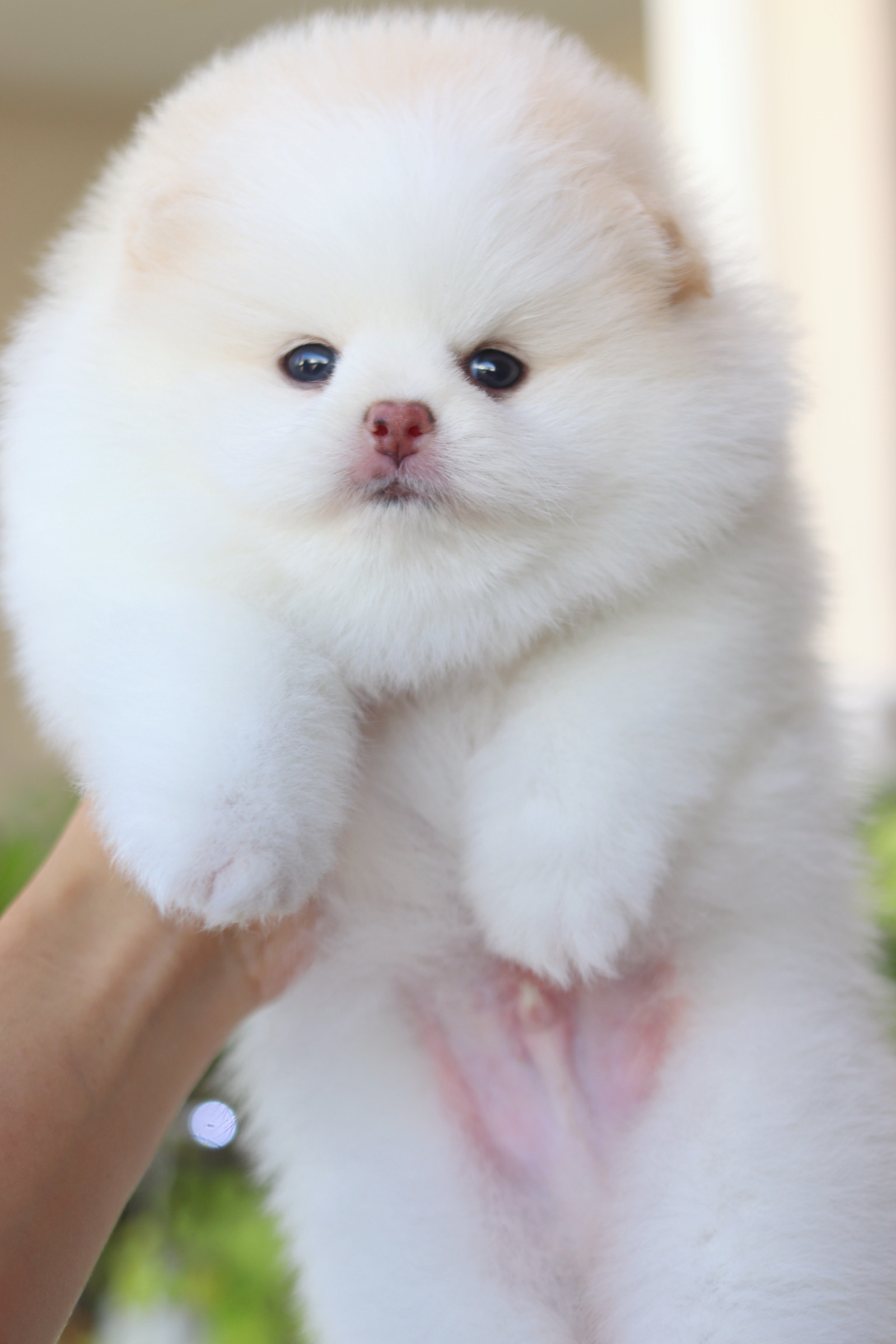 ปอมเมอเรเนียน เพศผู้ สีขาวครีม เกรดโชว์